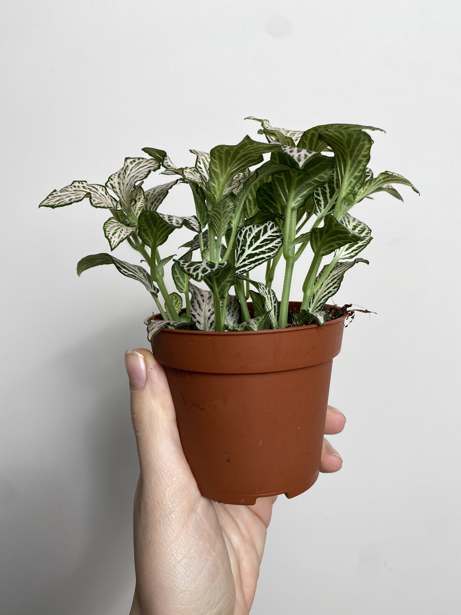 Fittonia verschaffeltii biało-zielona