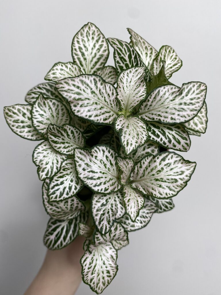 Fittonia verschaffeltii biało-zielona