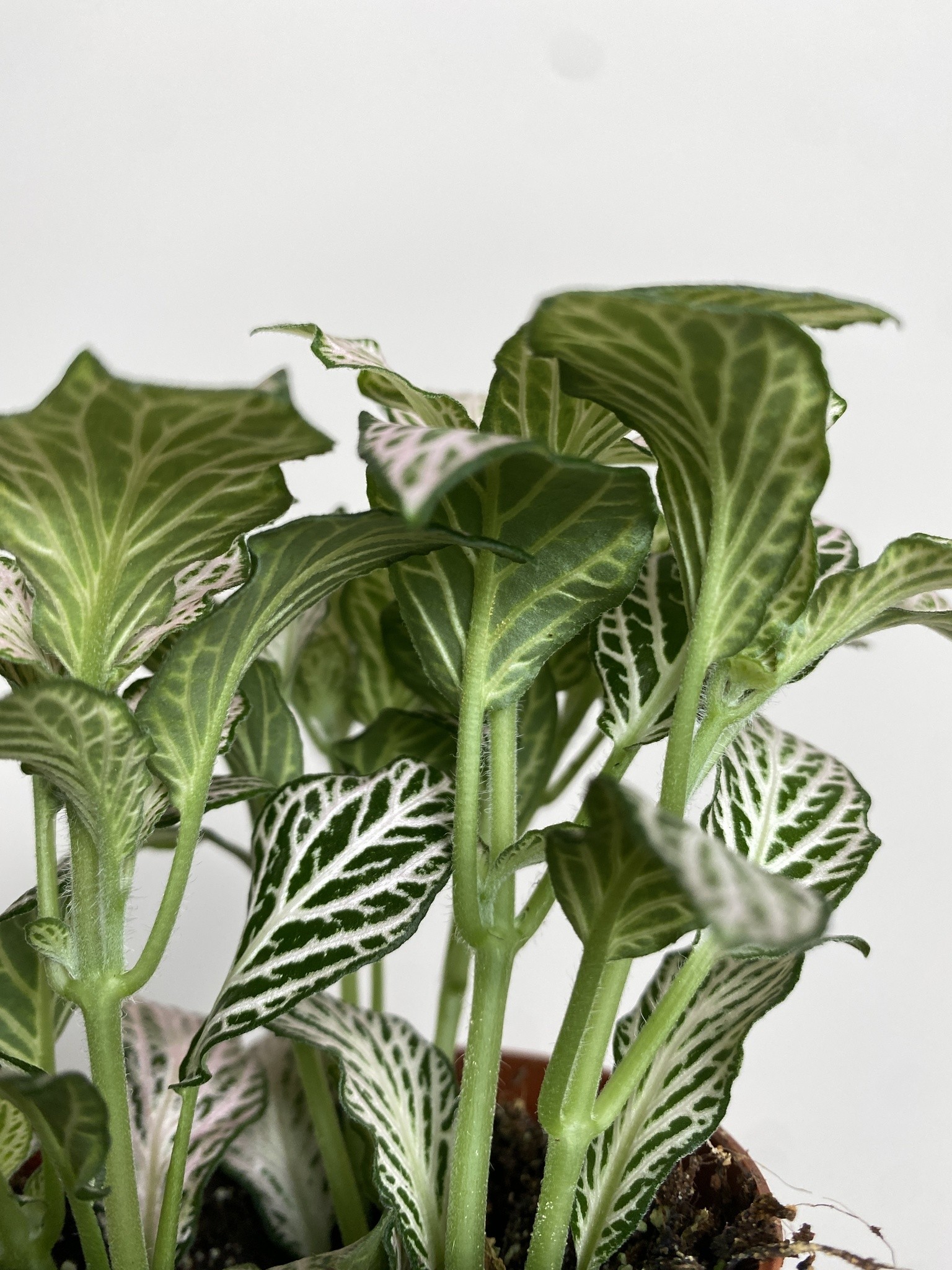 Fittonia verschaffeltii biało-zielona