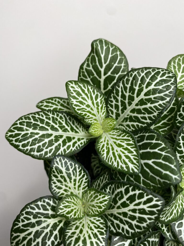 Fittonia zielona białożyłkowa
