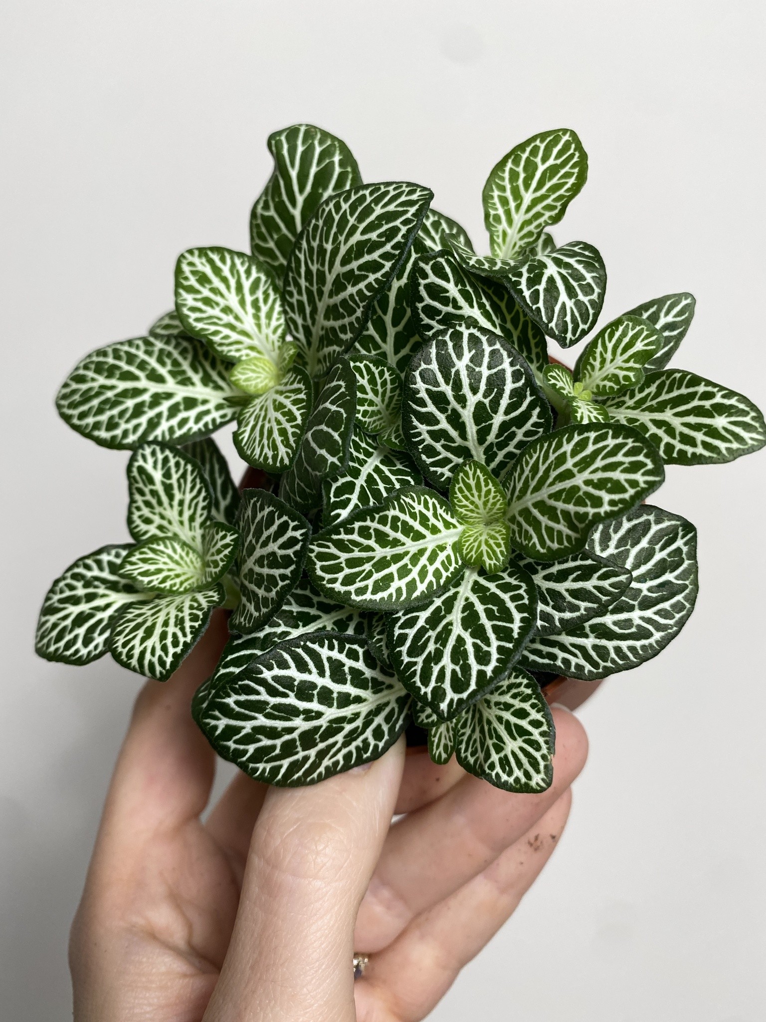 Fittonia zielona białożyłkowa