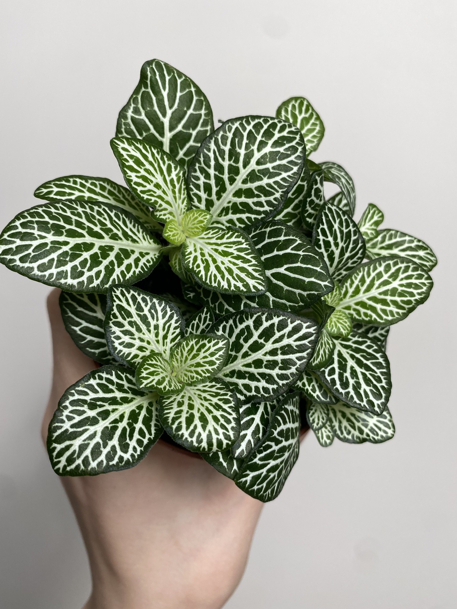 Fittonia zielona białożyłkowa