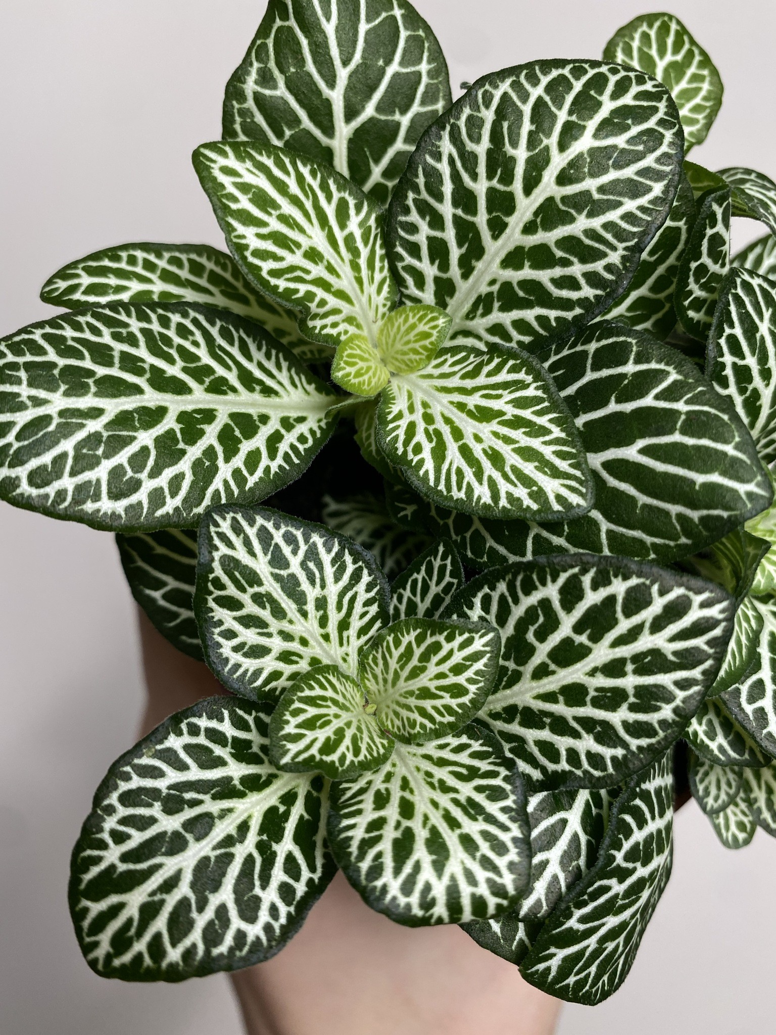 Fittonia zielona białożyłkowa