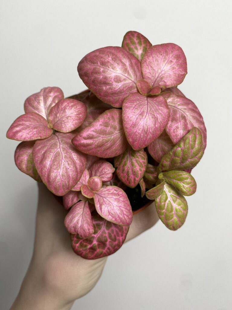 Fittonia verschaffeltii różowa