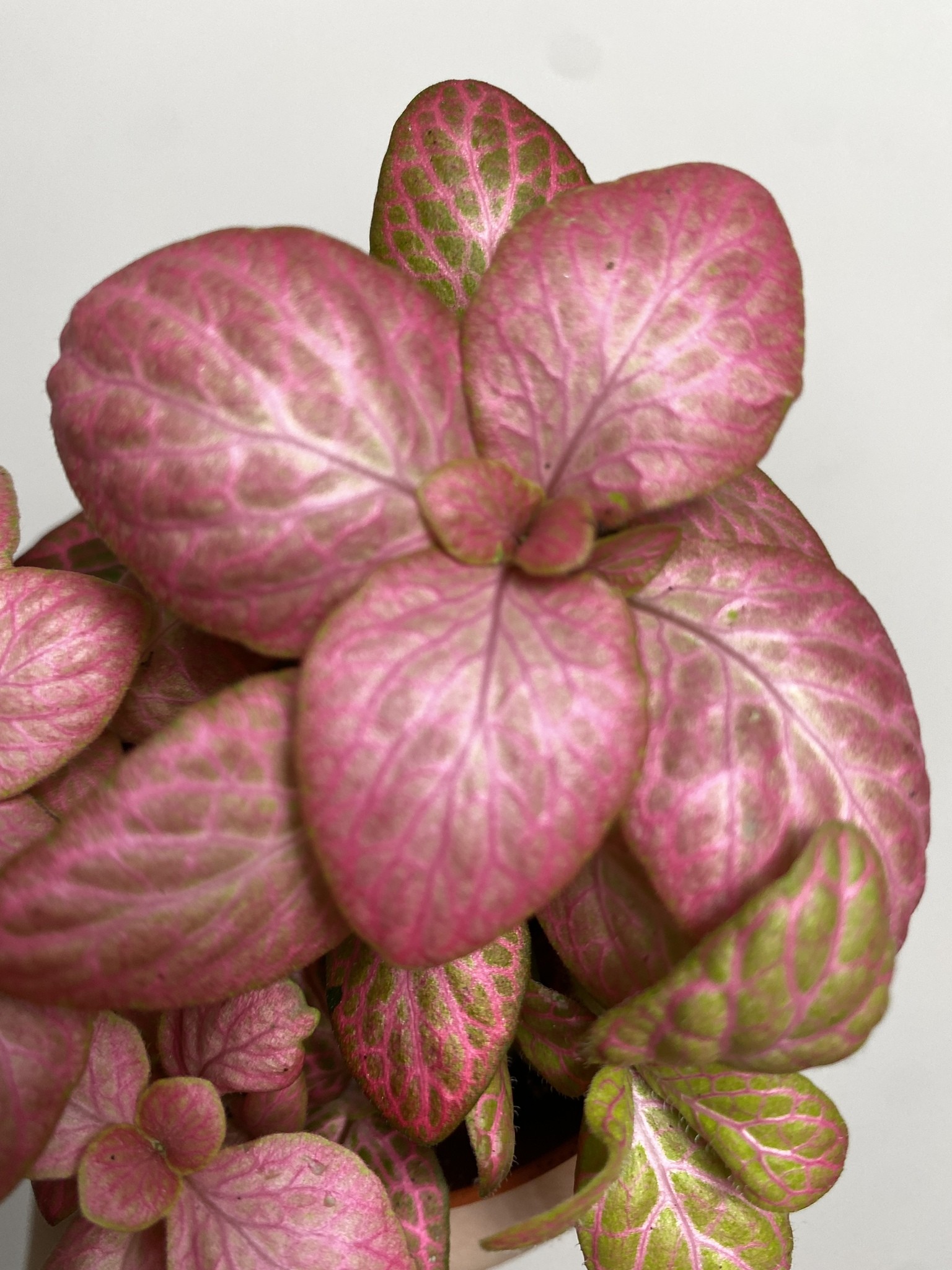 Fittonia verschaffeltii różowa