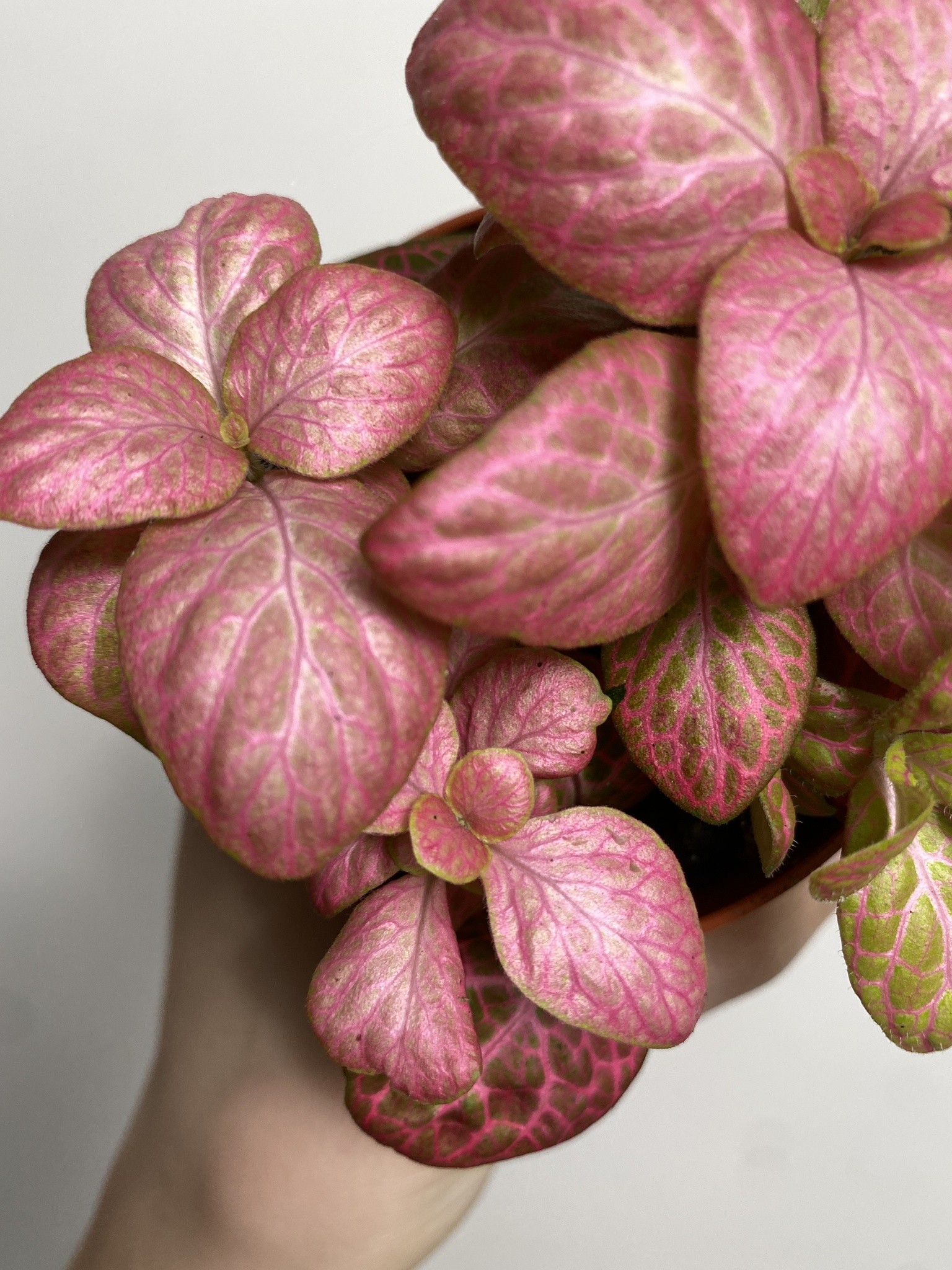Fittonia verschaffeltii różowa