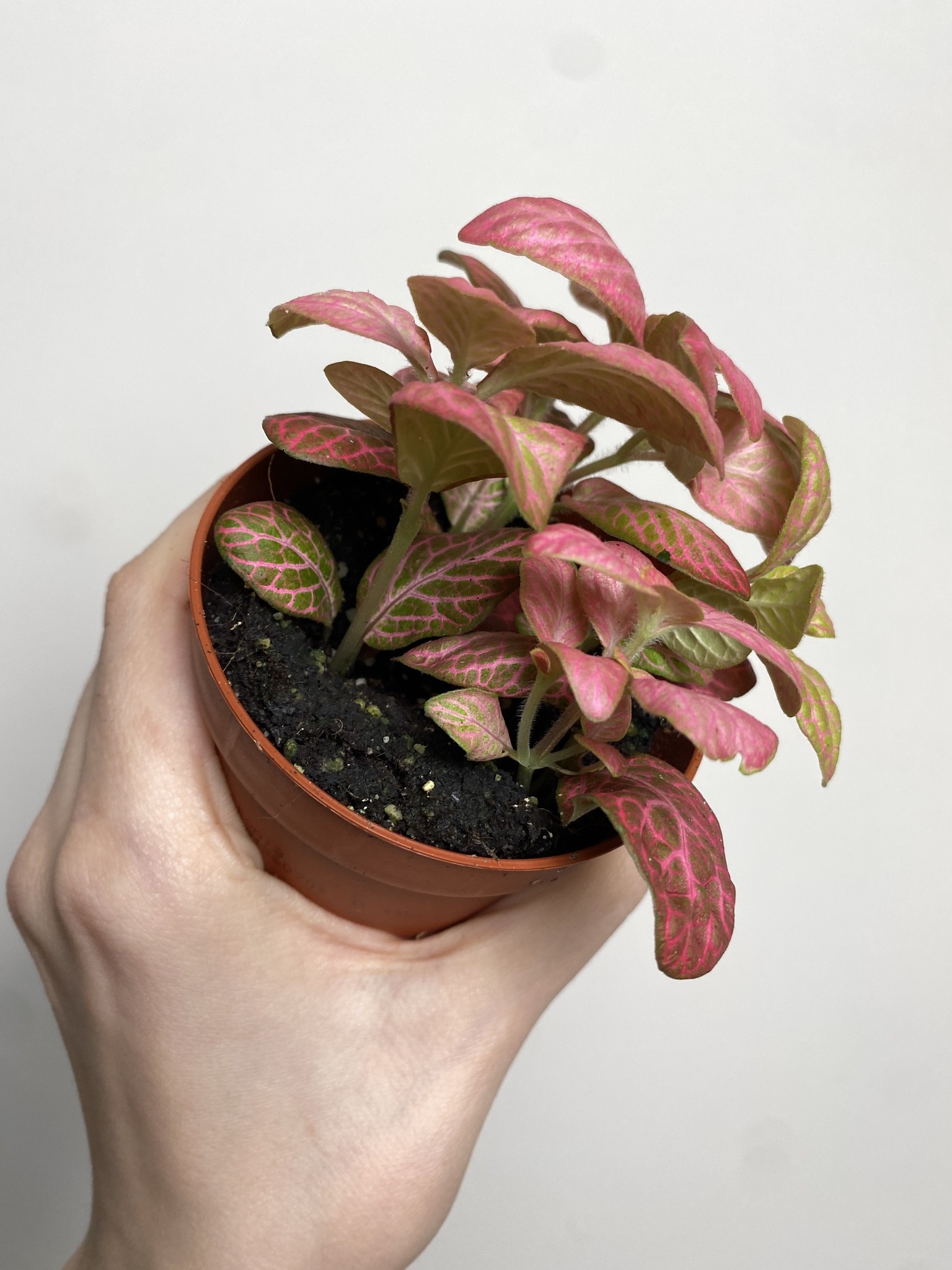 Fittonia verschaffeltii różowa