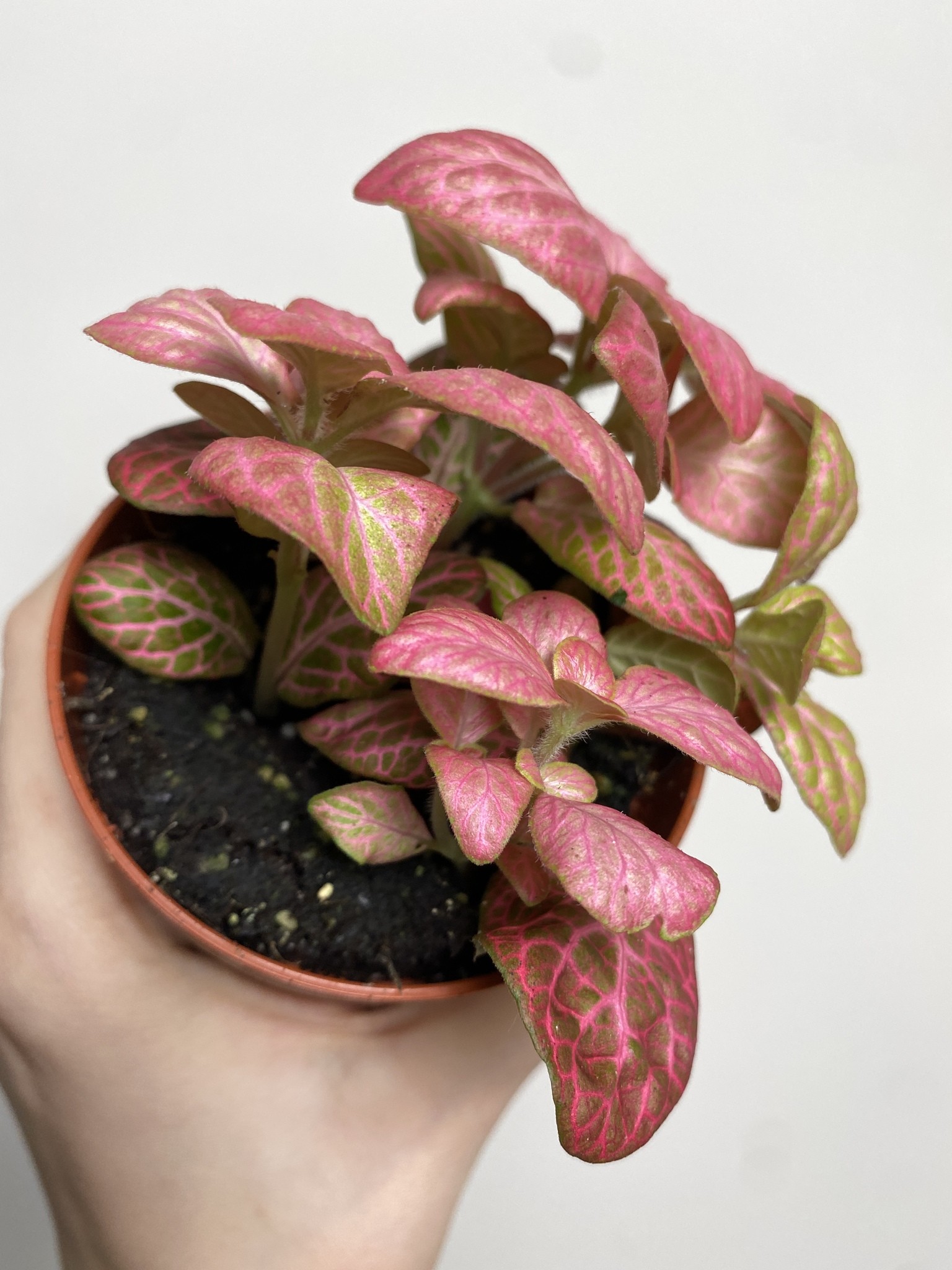 Fittonia verschaffeltii różowa