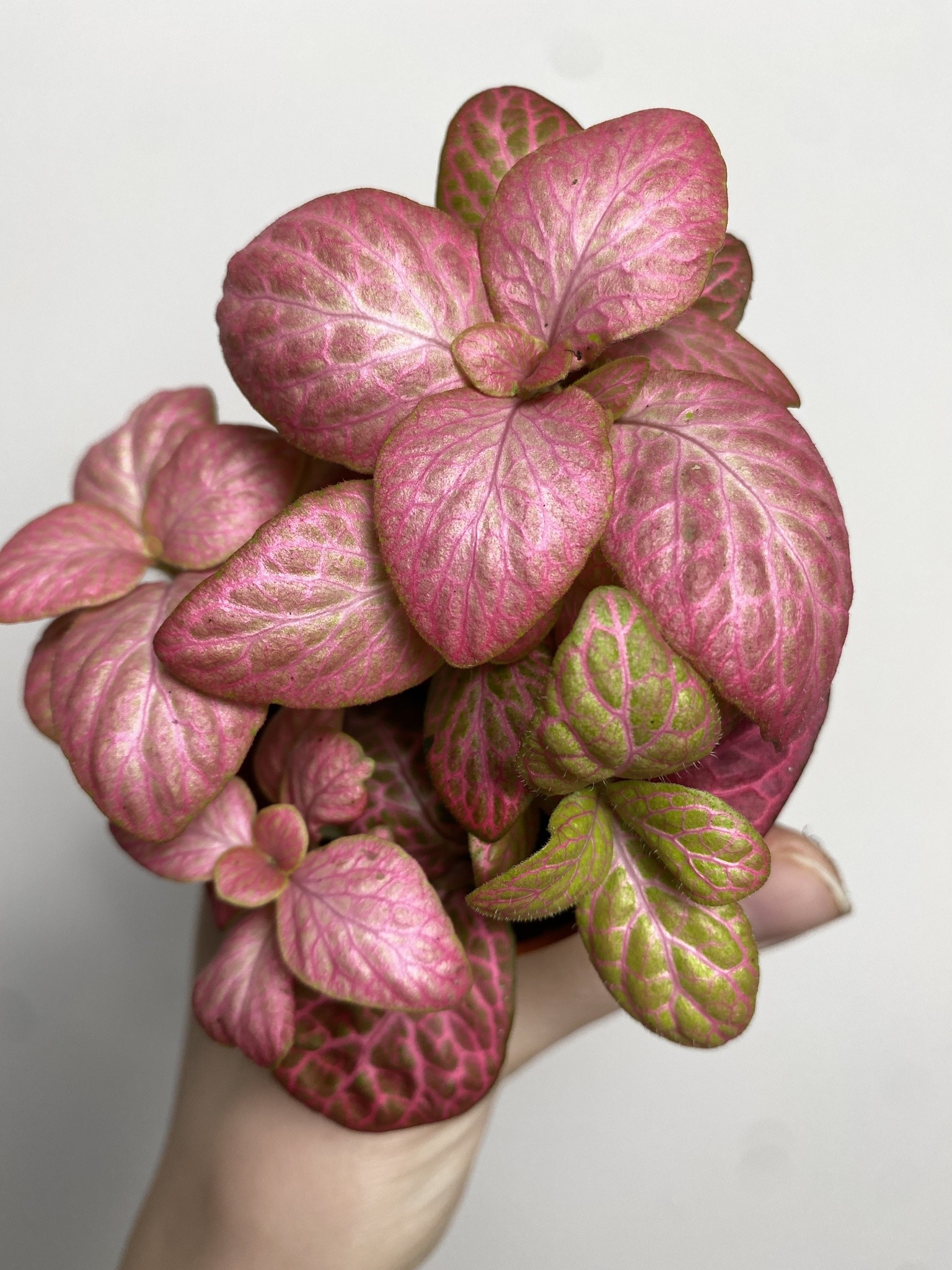 Fittonia verschaffeltii różowa