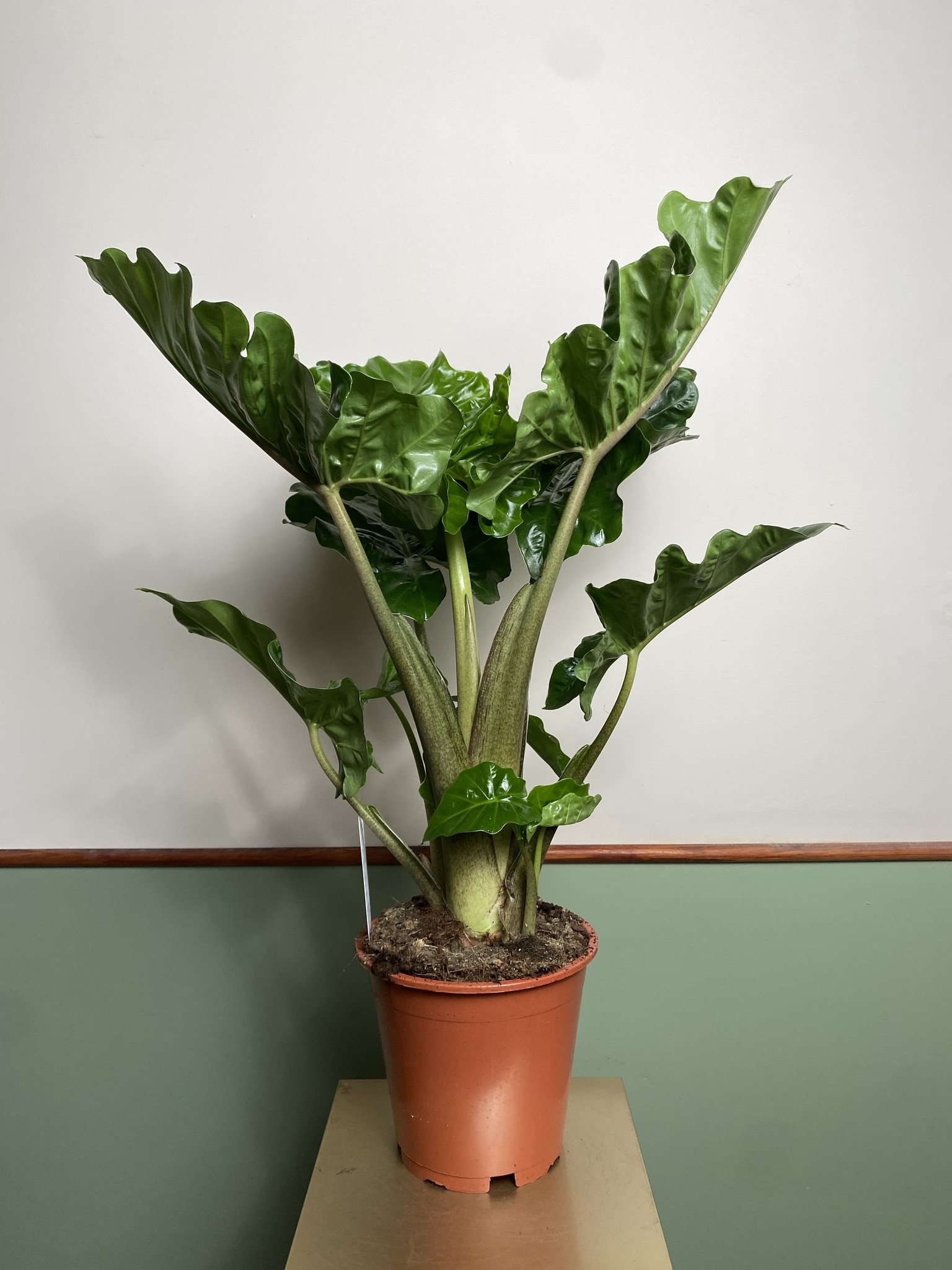 Alocasia Low Rider