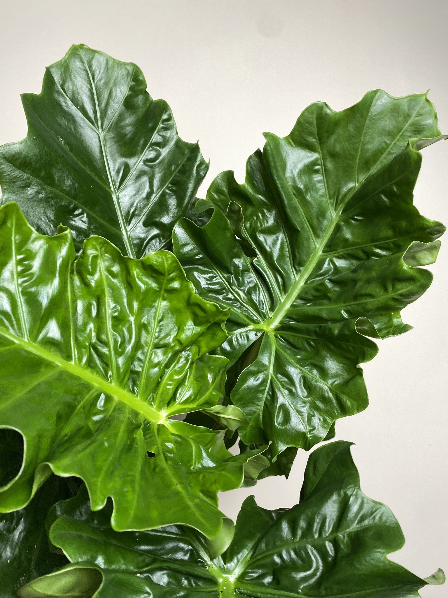 Alocasia Low Rider