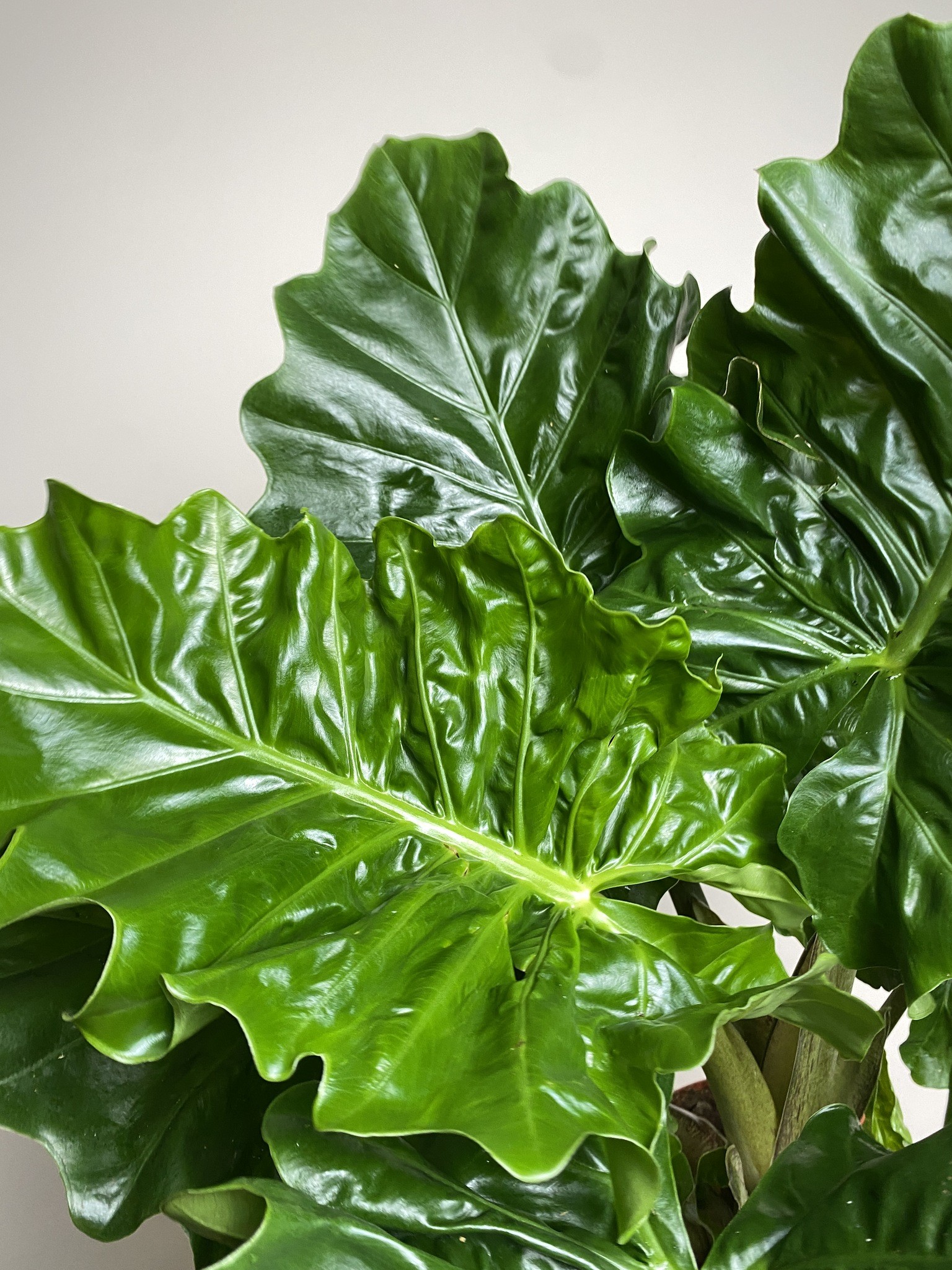 Alocasia Low Rider