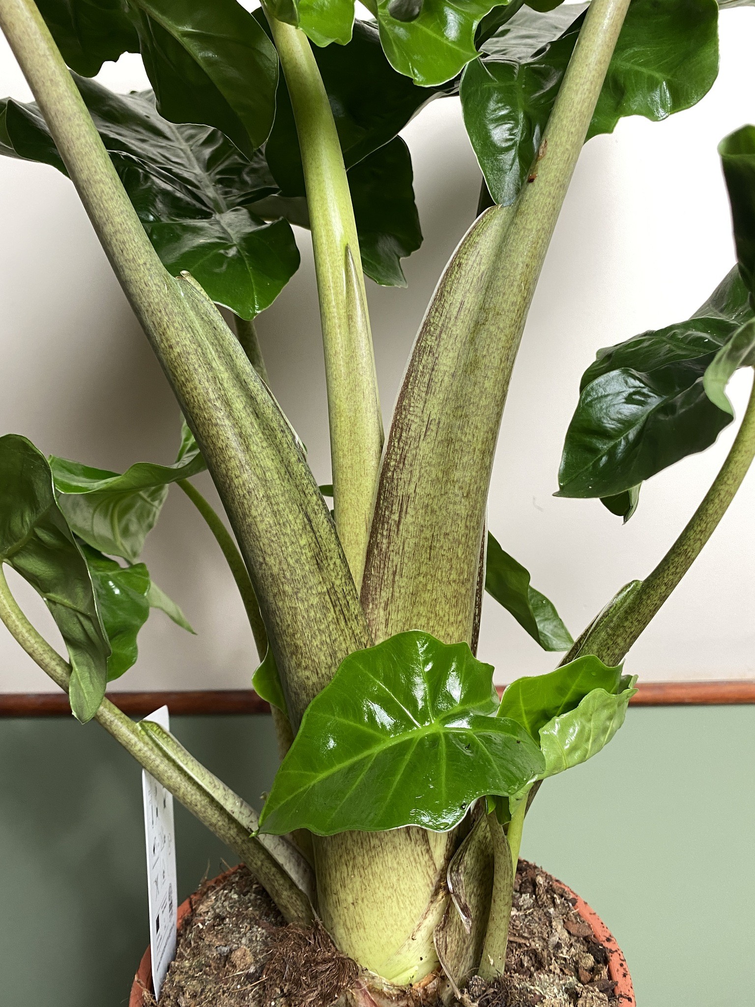Alocasia Low Rider