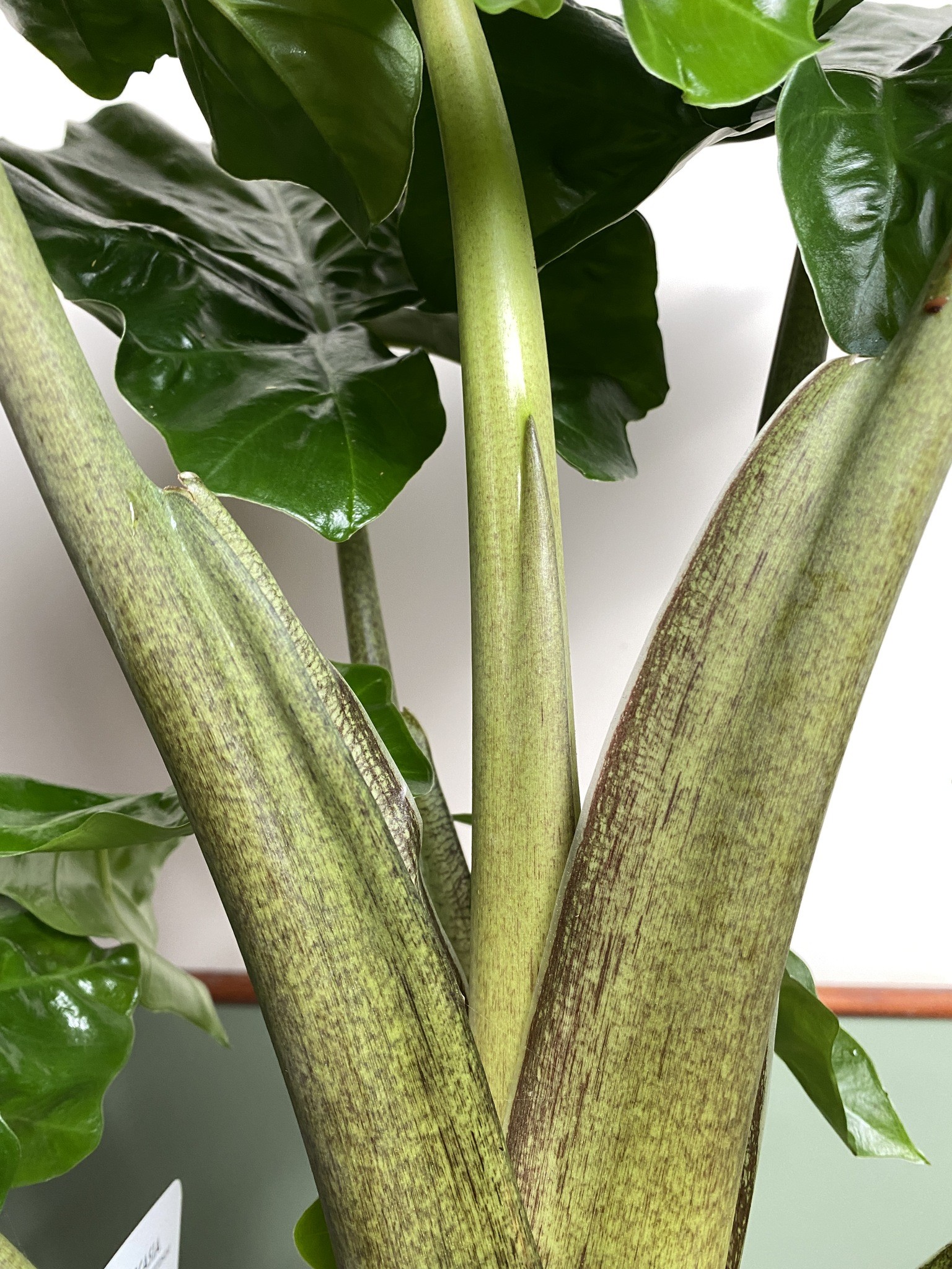 Alocasia Low Rider