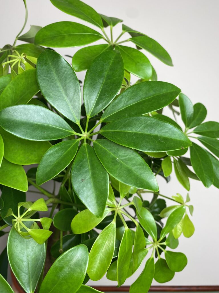 Schefflera arboricola Nora