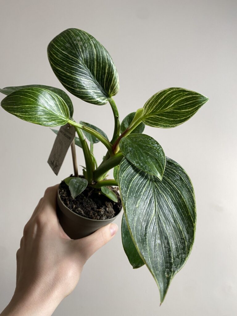 Philodendron Birkin