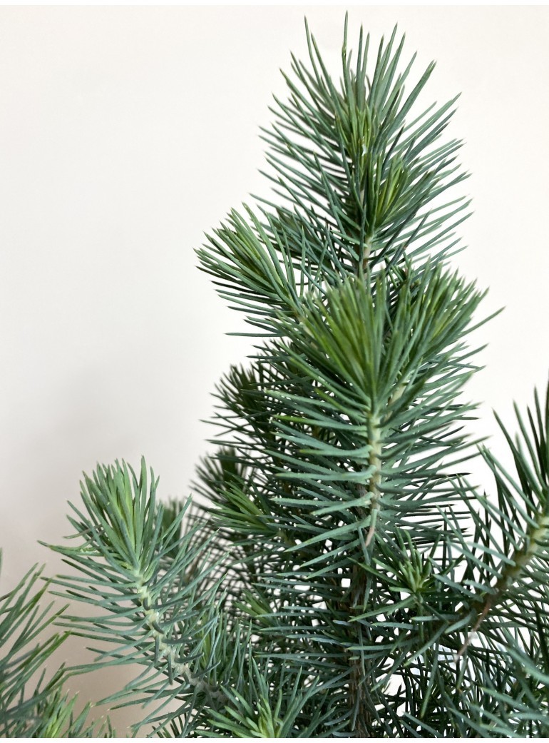 Pinus pinea Silver Crest (mała choinka pinia)