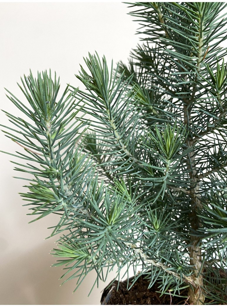 Pinus pinea Silver Crest (mała choinka pinia)