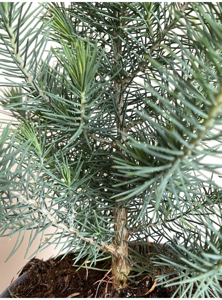 Pinus pinea Silver Crest (mała choinka pinia)