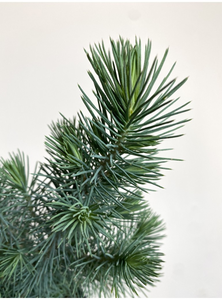 Pinus pinea Silver Crest (mała choinka pinia)