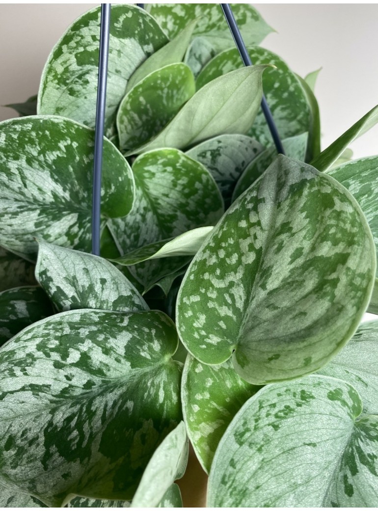 Scindapsus Silvery Ann (duży)