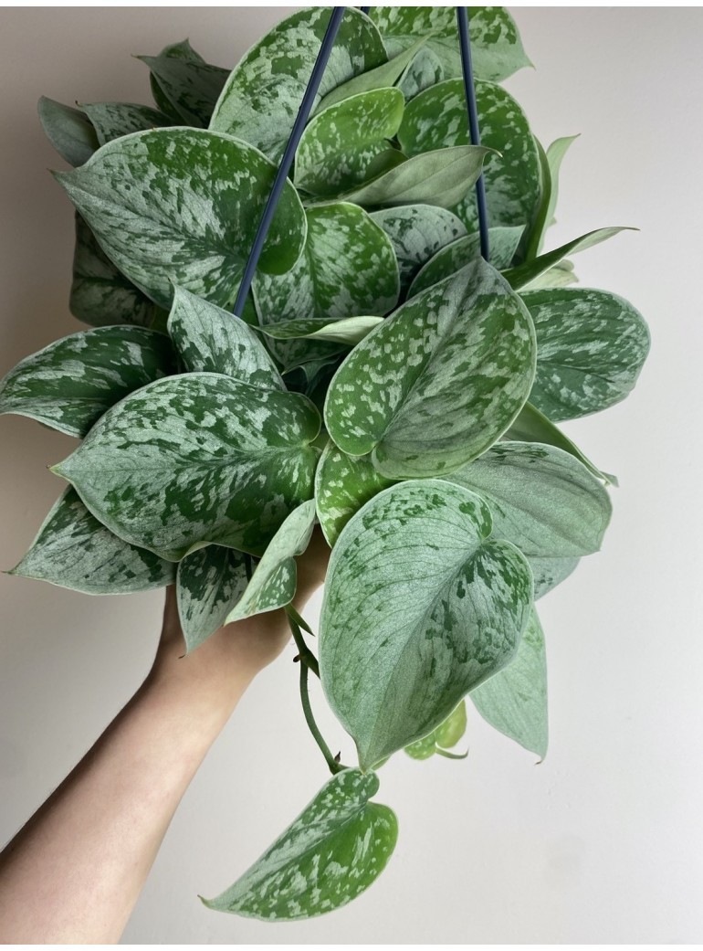Scindapsus Silvery Ann (duży)