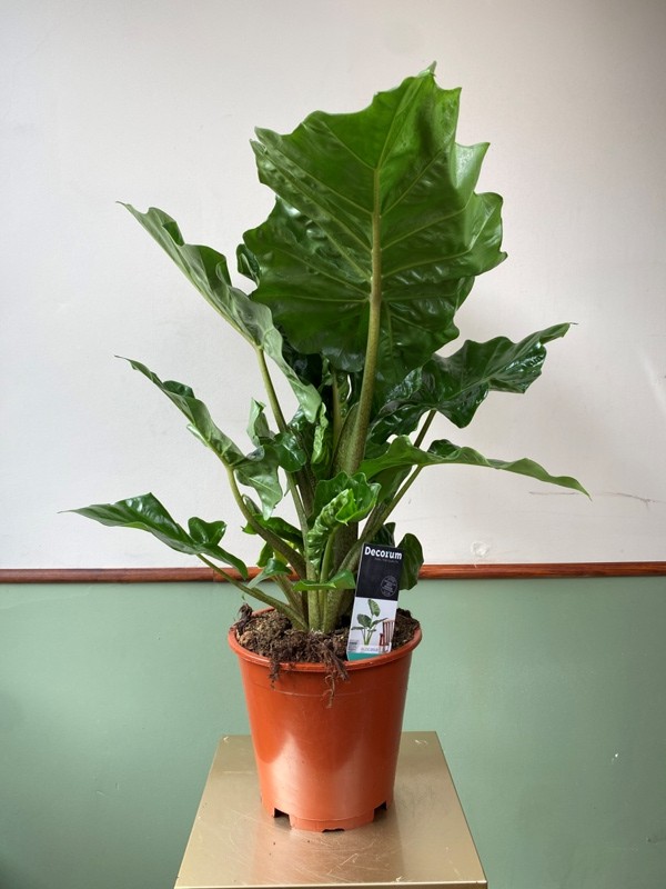 Alocasia Low Rider