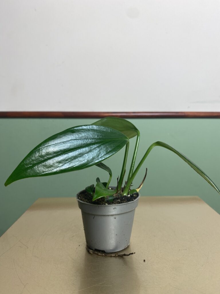 Philodendron Kyllin Tali
