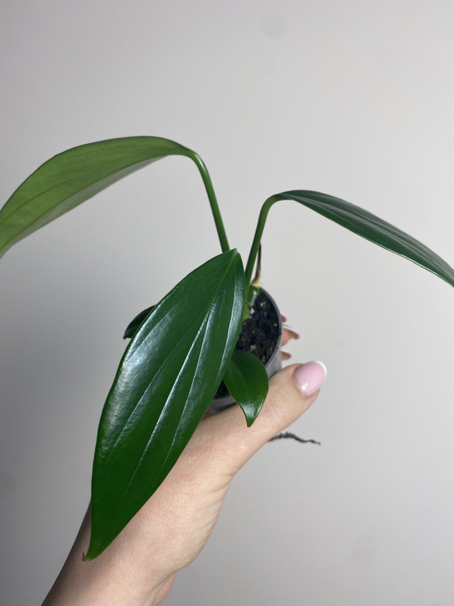 Philodendron Kyllin Tali