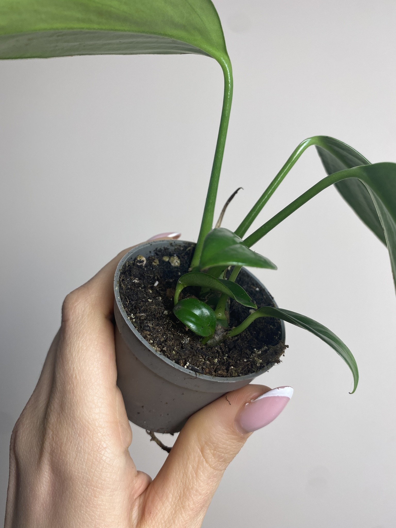 Philodendron Kyllin Tali