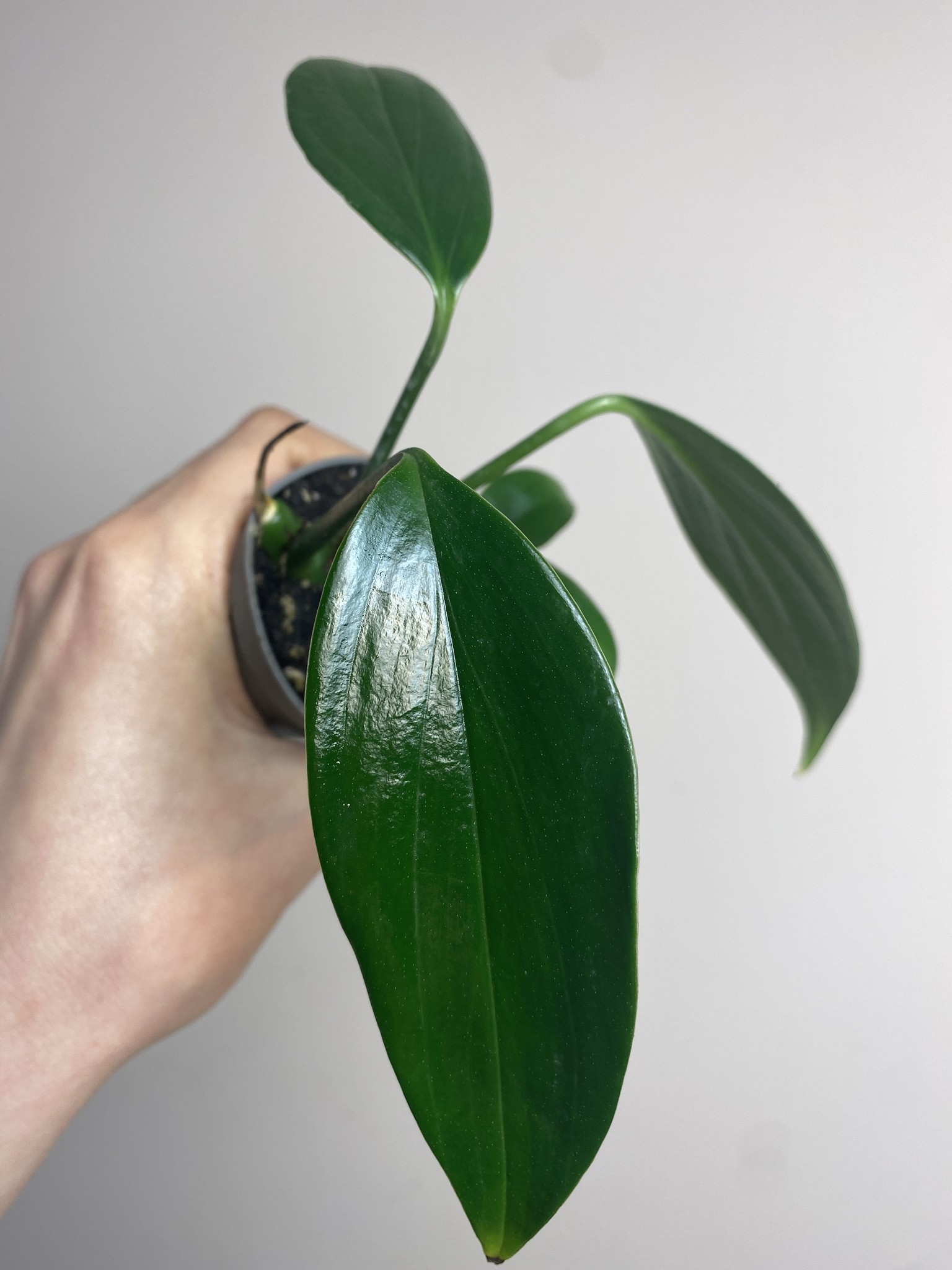 Philodendron Kyllin Tali