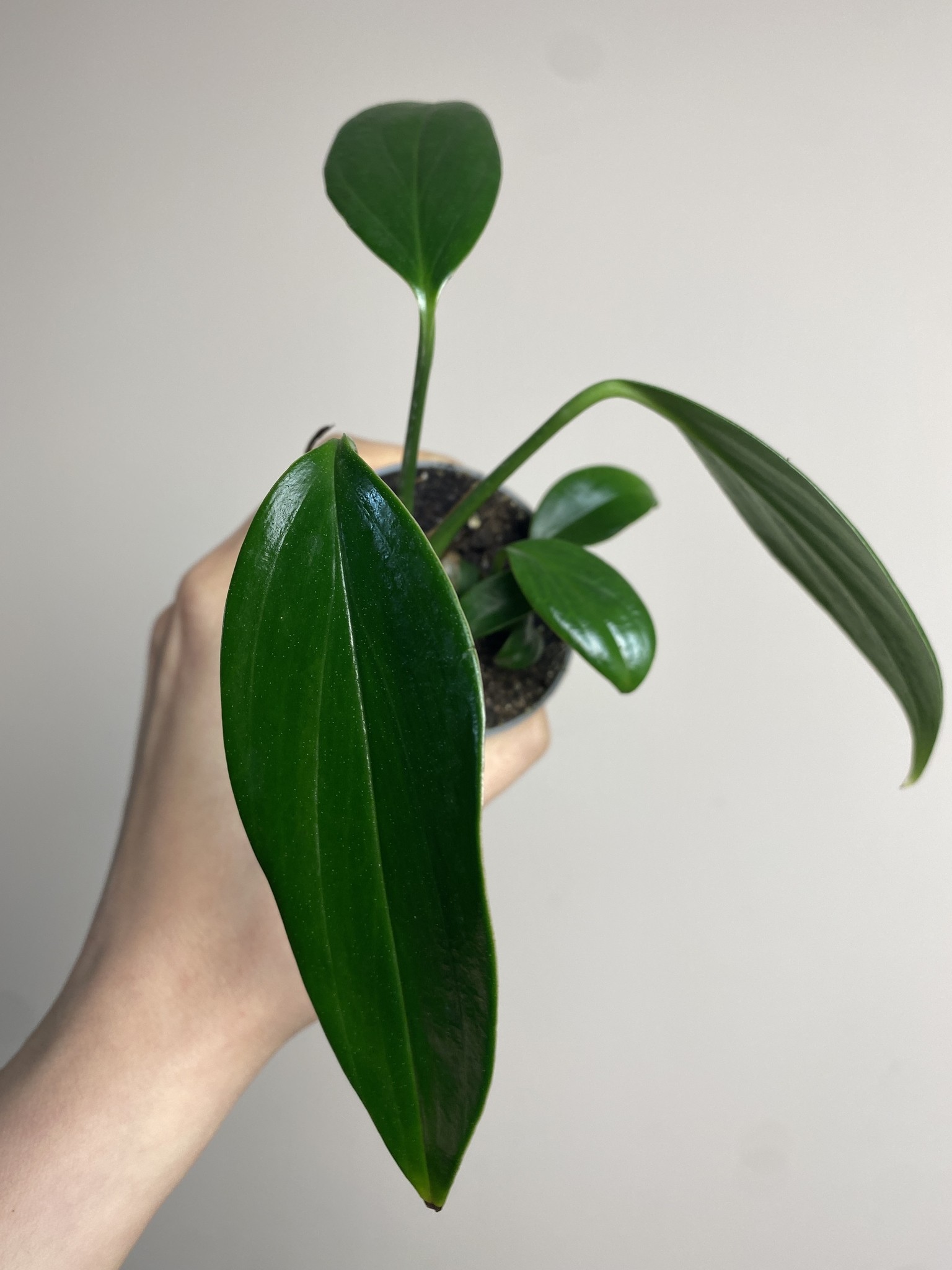 Philodendron Kyllin Tali