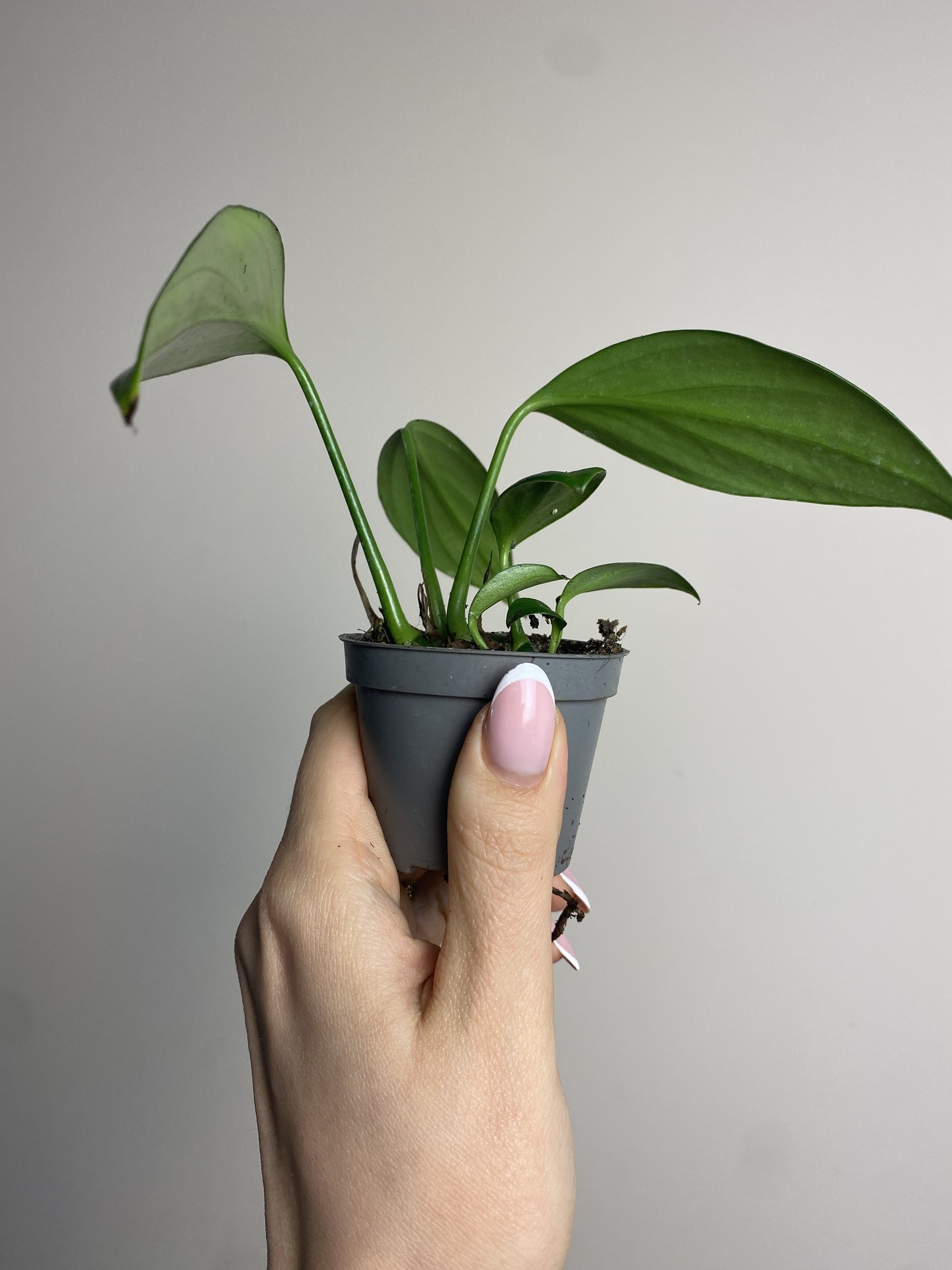 Philodendron Kyllin Tali