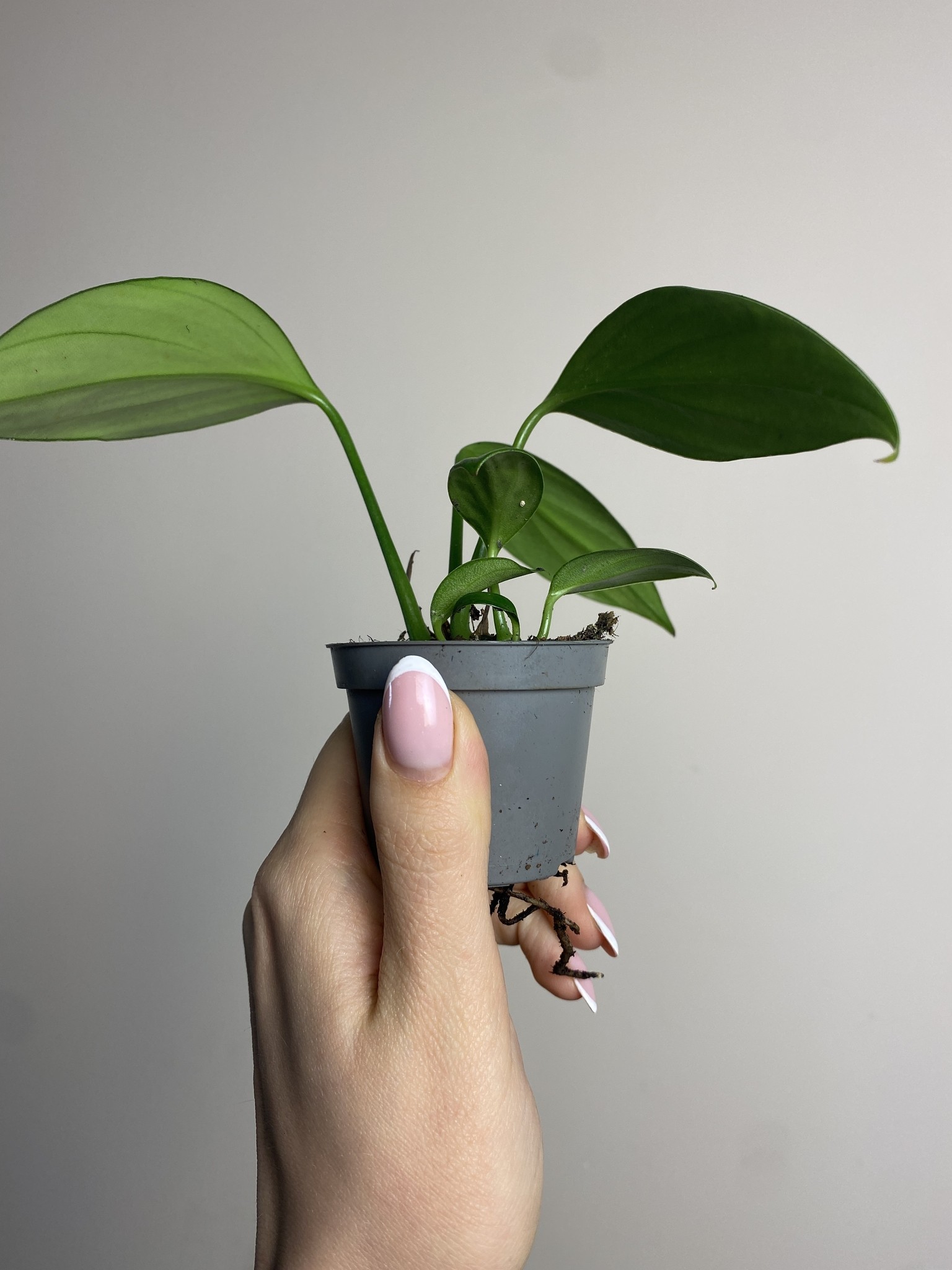 Philodendron Kyllin Tali