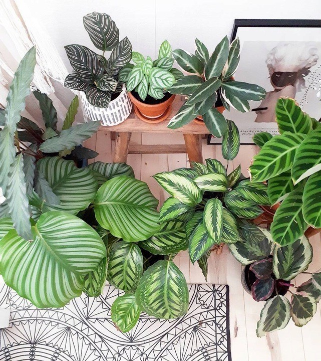 Płynny nawóz Agrecol Biohumus Forte 1l