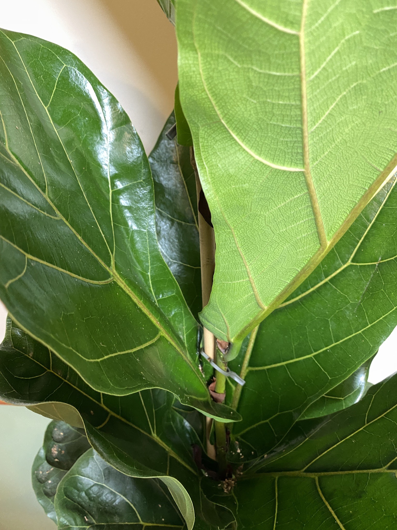 Ficus Lyrata dębolistny (fikus)