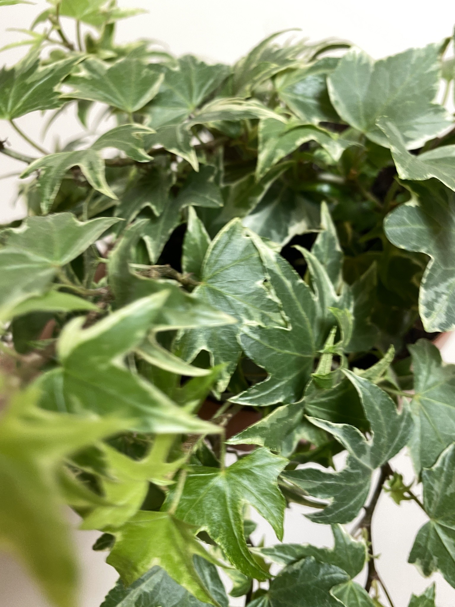 Bluszcz Hedera White Ripple