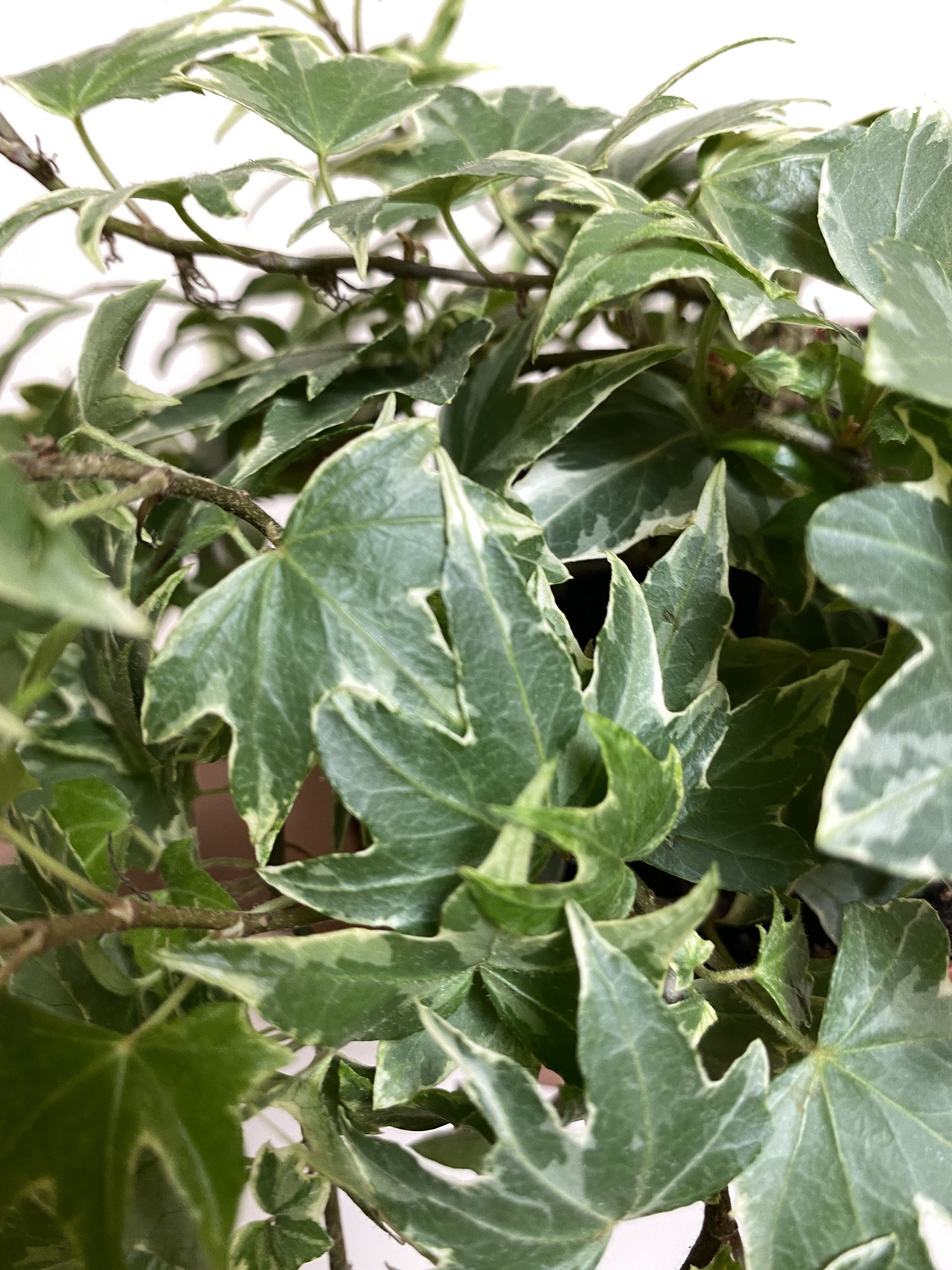 Bluszcz Hedera White Ripple