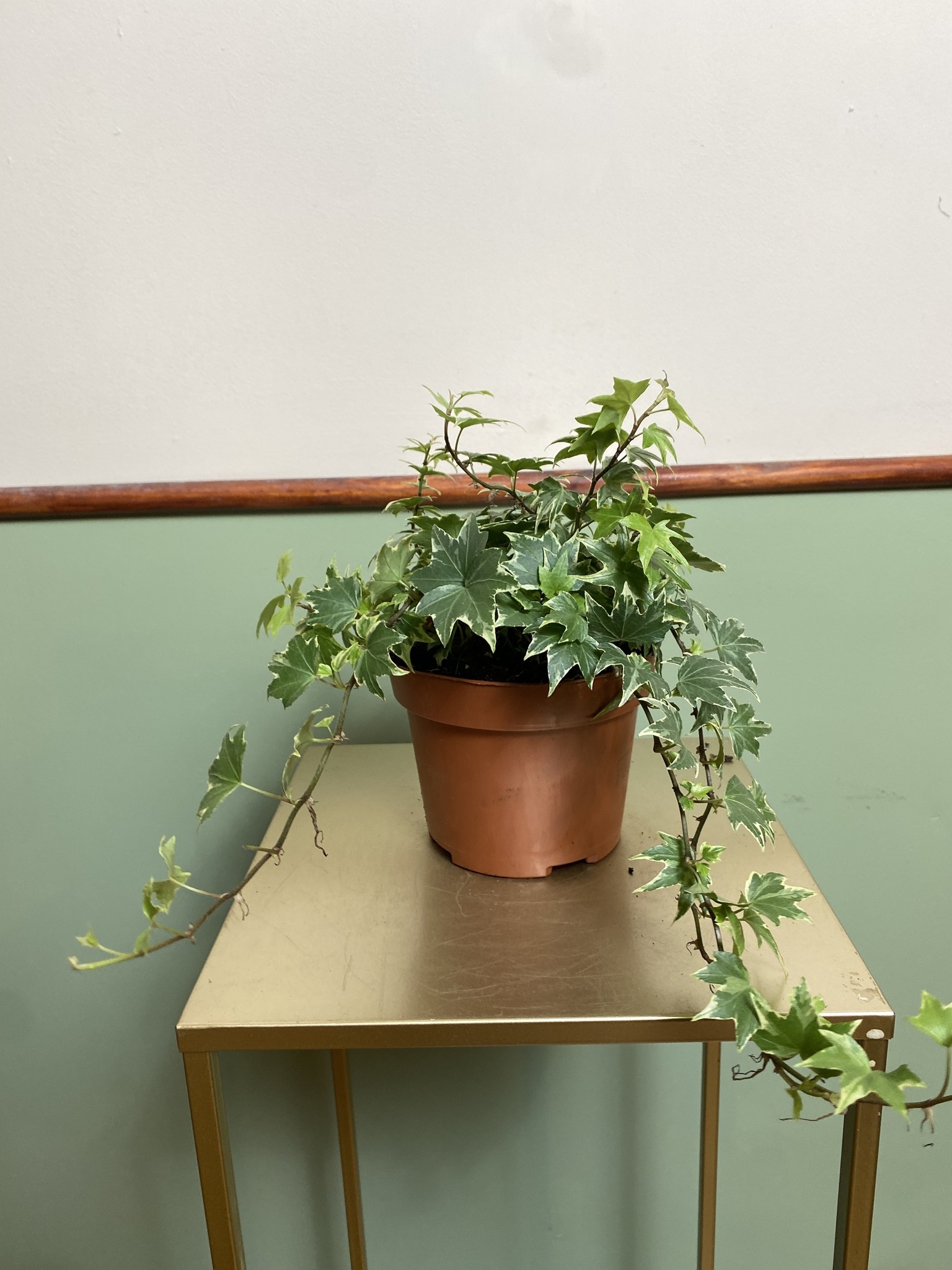 Bluszcz Hedera White Ripple