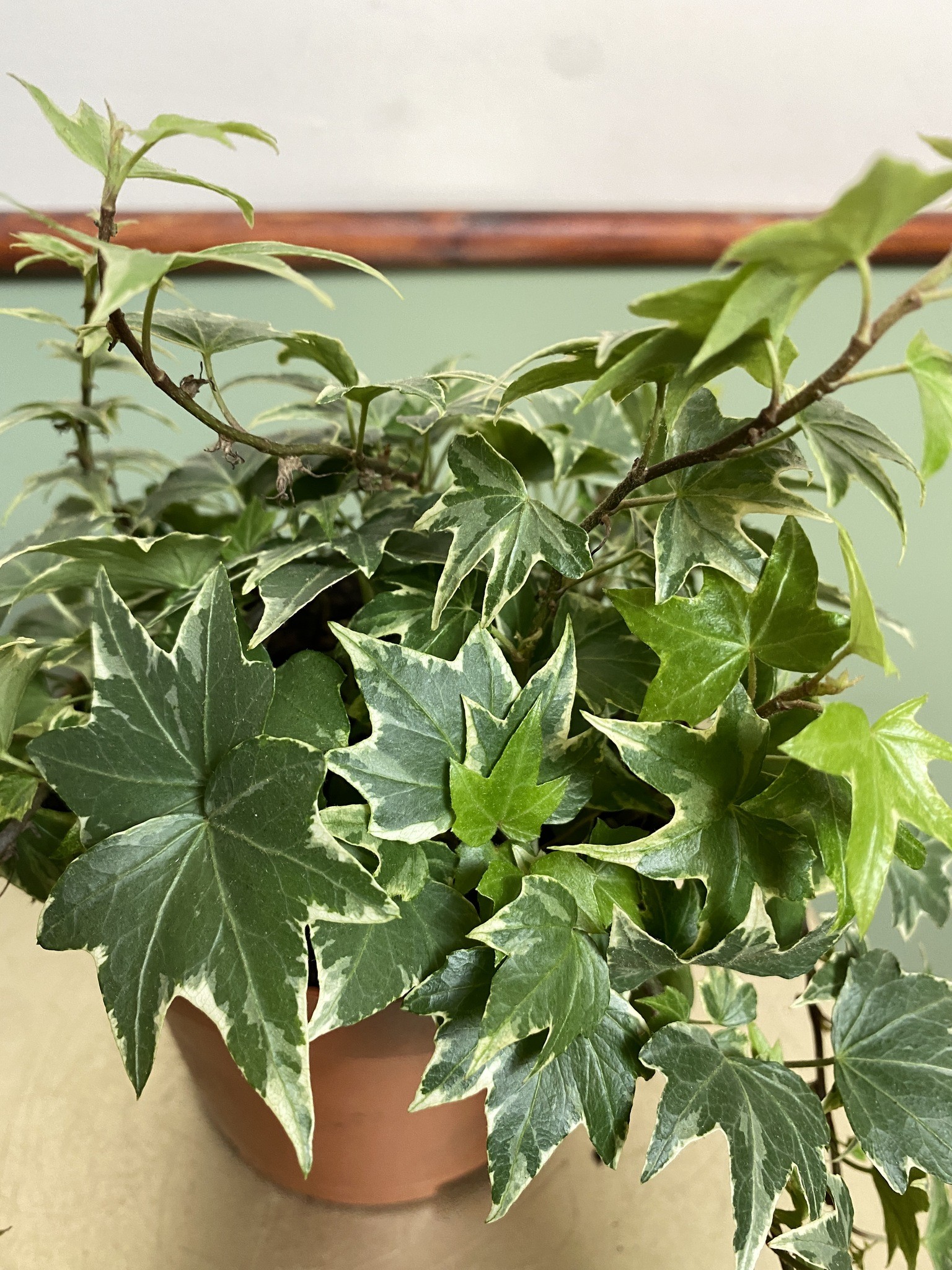 Bluszcz Hedera White Ripple