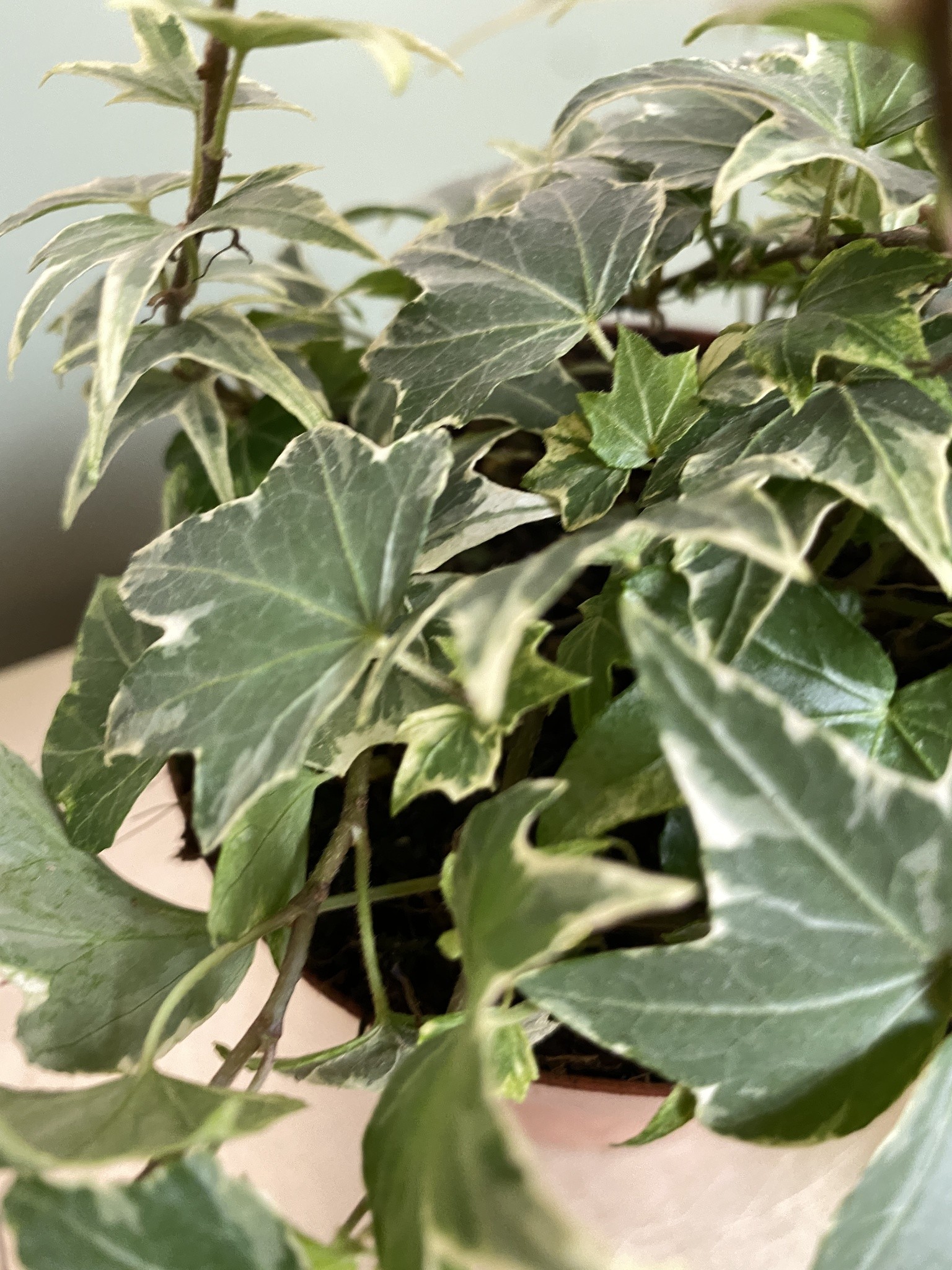 Bluszcz Hedera White Ripple