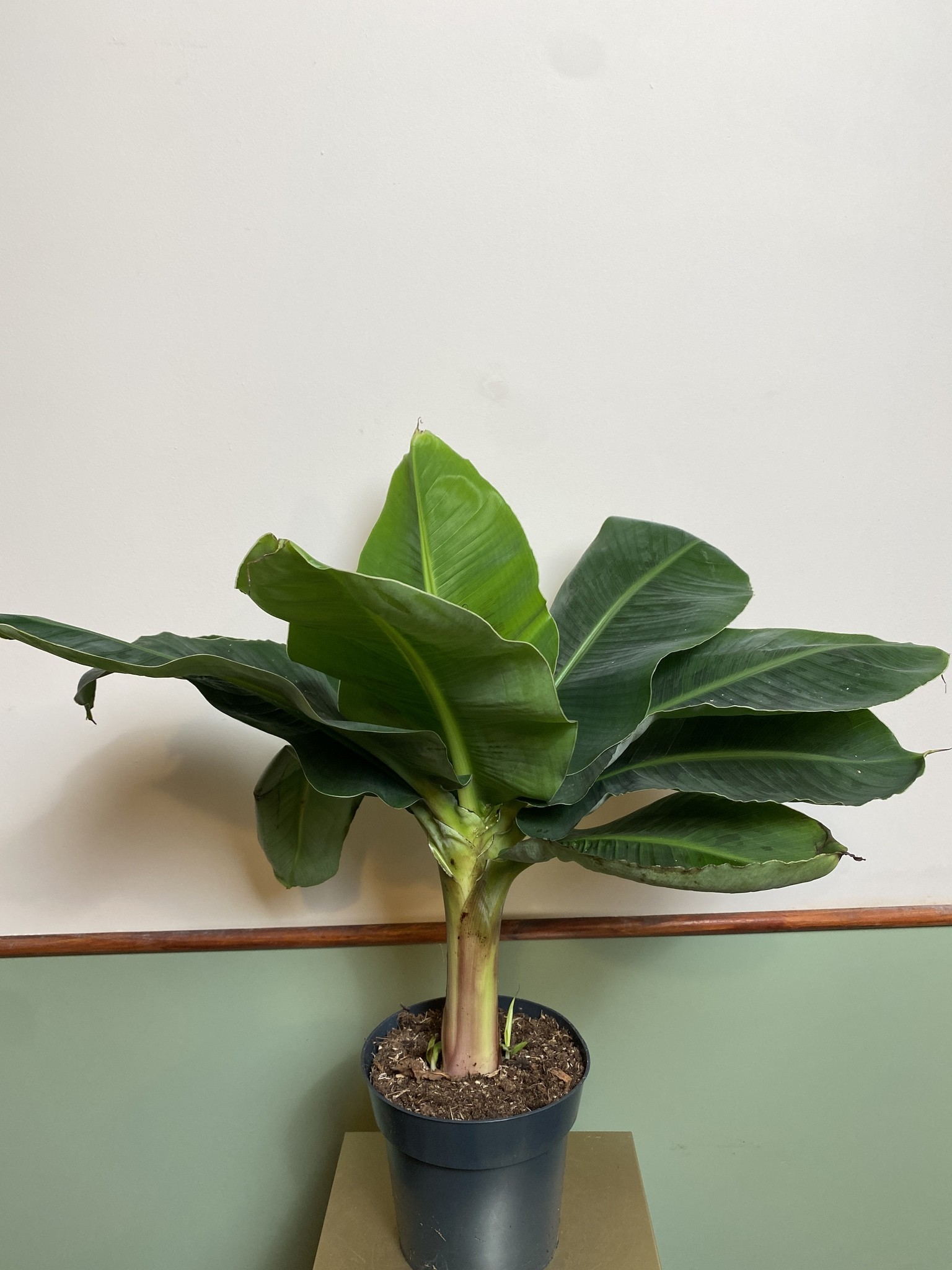 Musa Tropicana Bananowiec