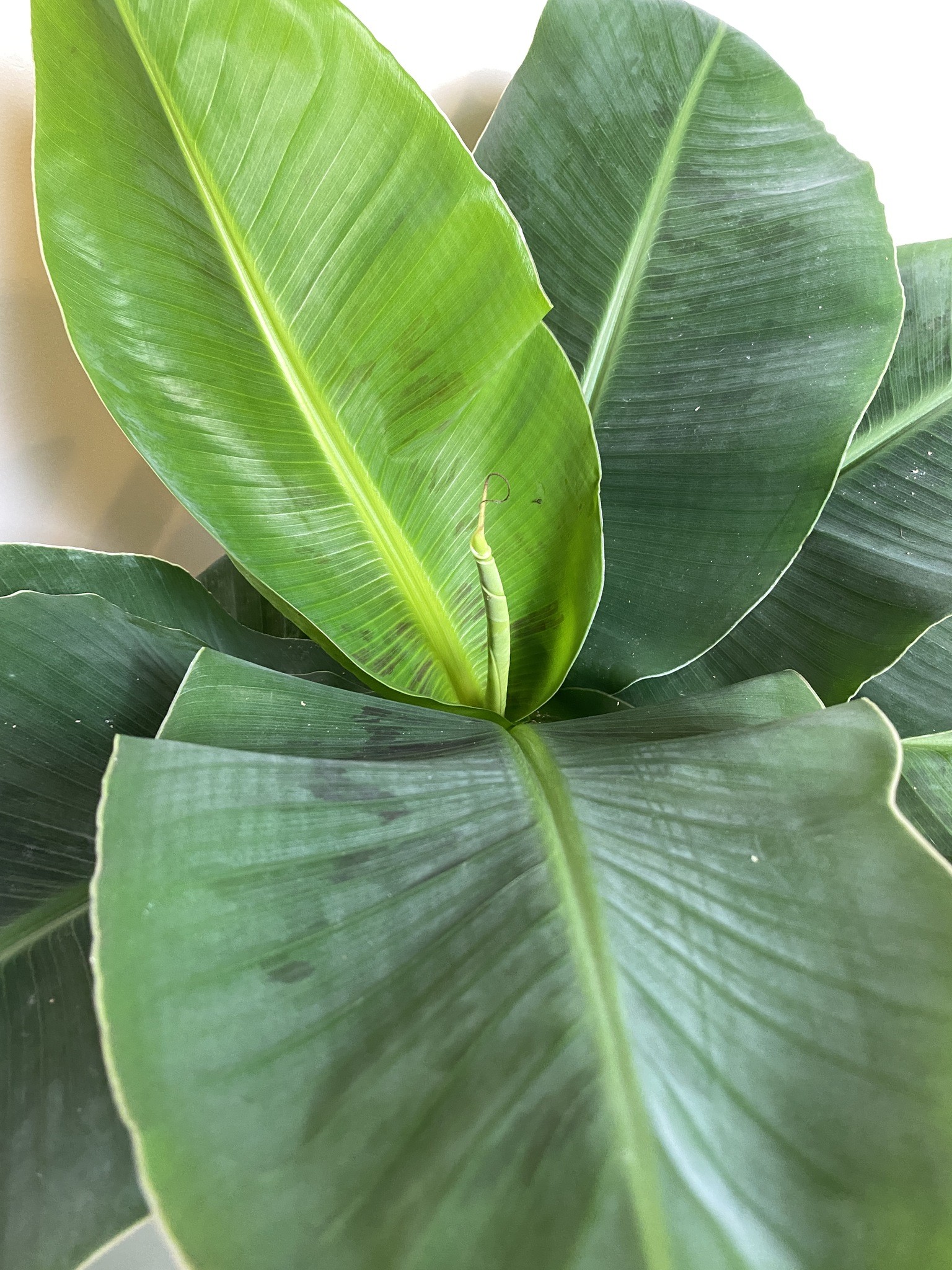 Musa Tropicana Bananowiec