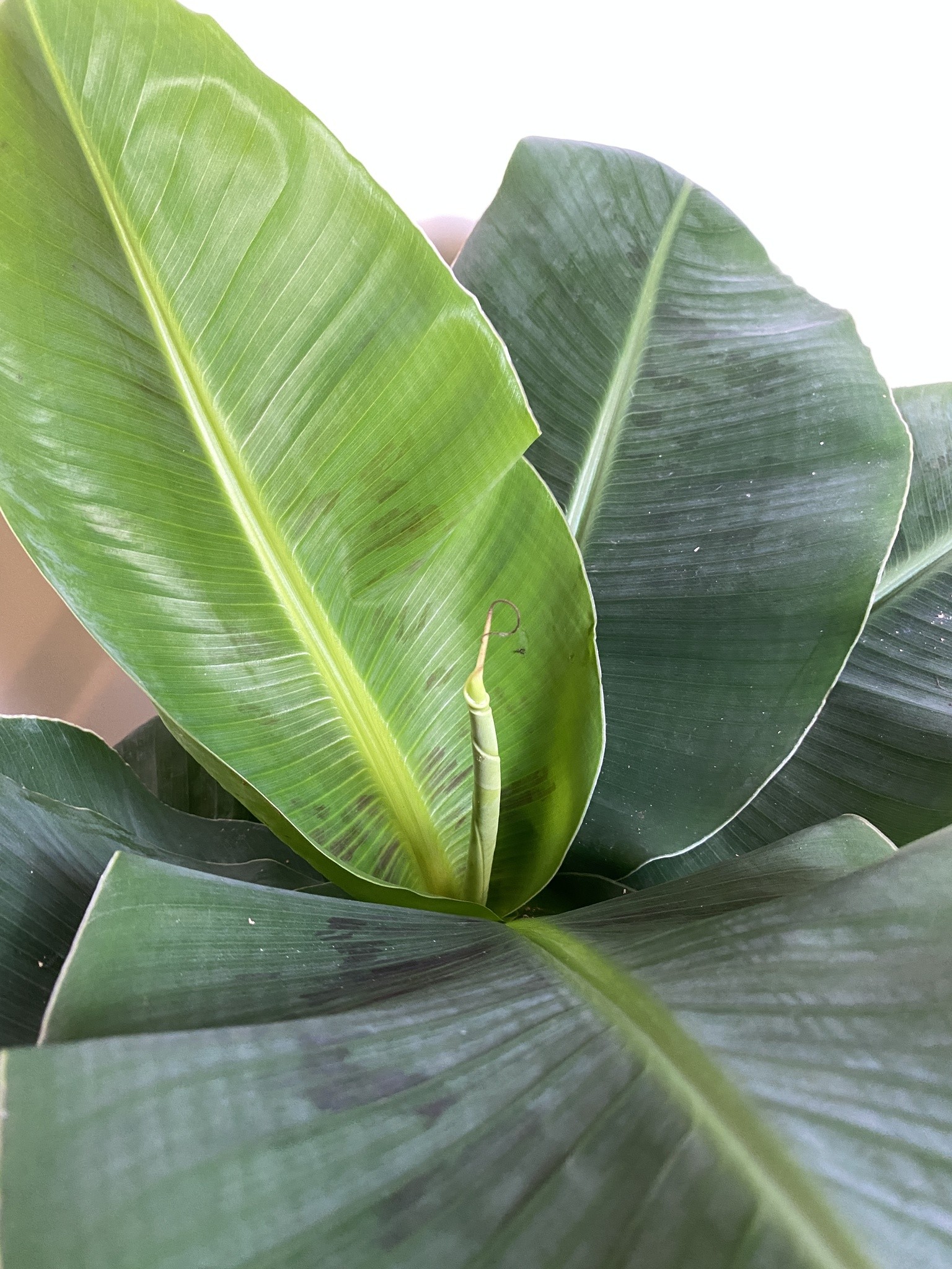 Musa Tropicana Bananowiec