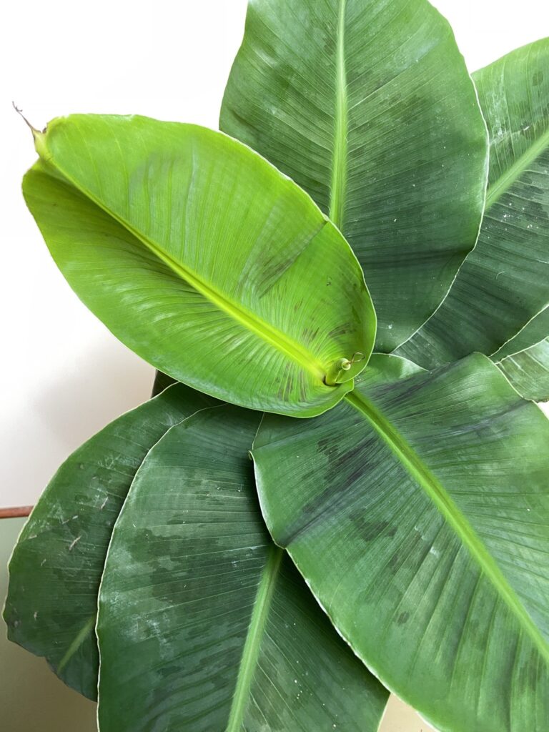 Musa Tropicana Bananowiec