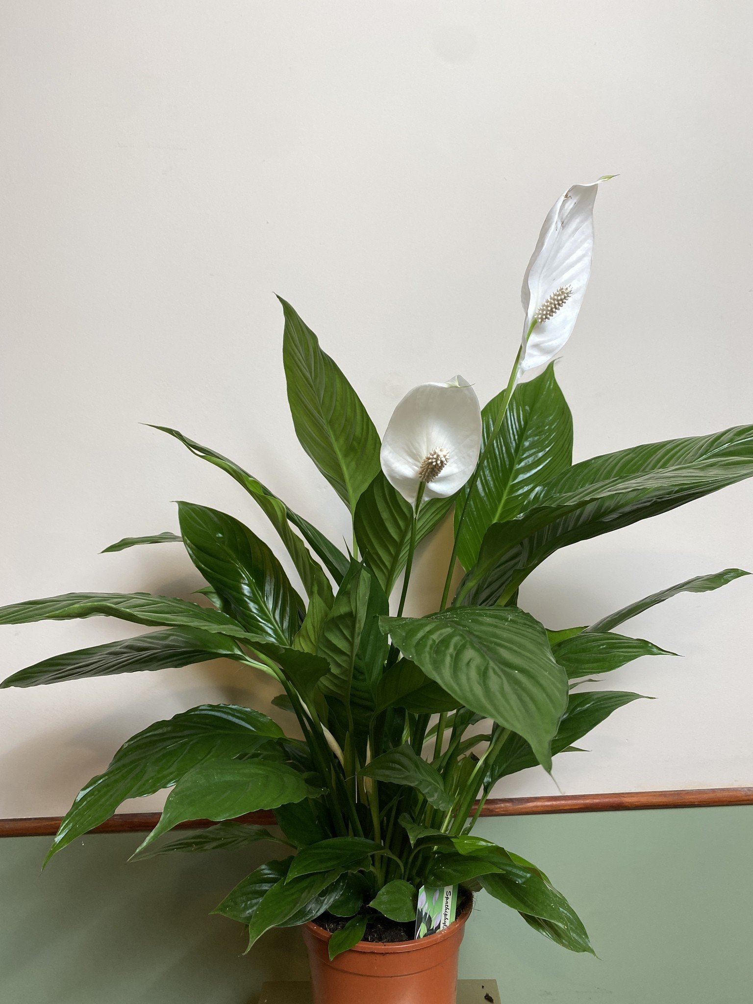 Skrzydłokwiat 75cm Verdi