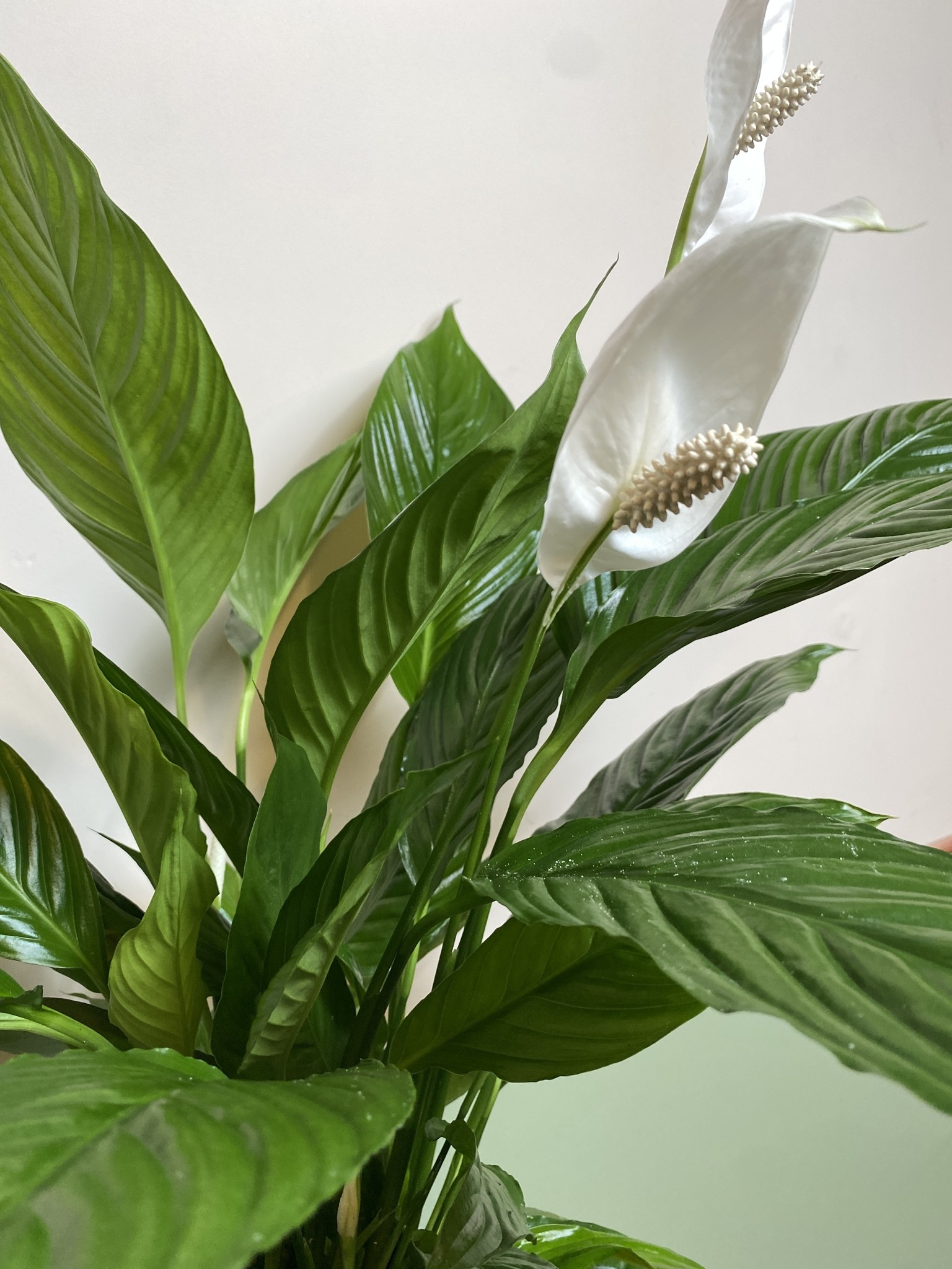 Skrzydłokwiat 75cm Verdi