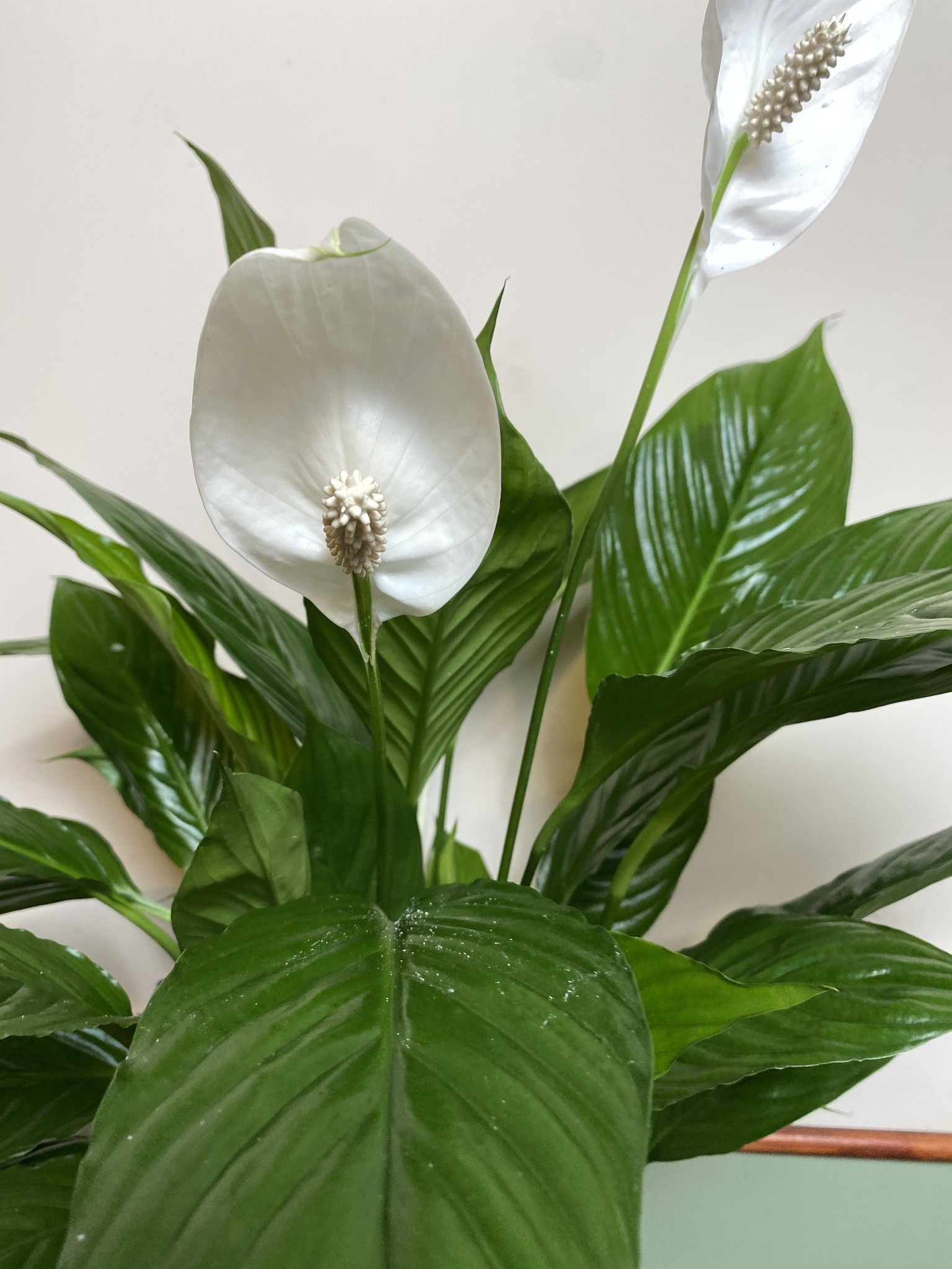 Skrzydłokwiat 75cm Verdi