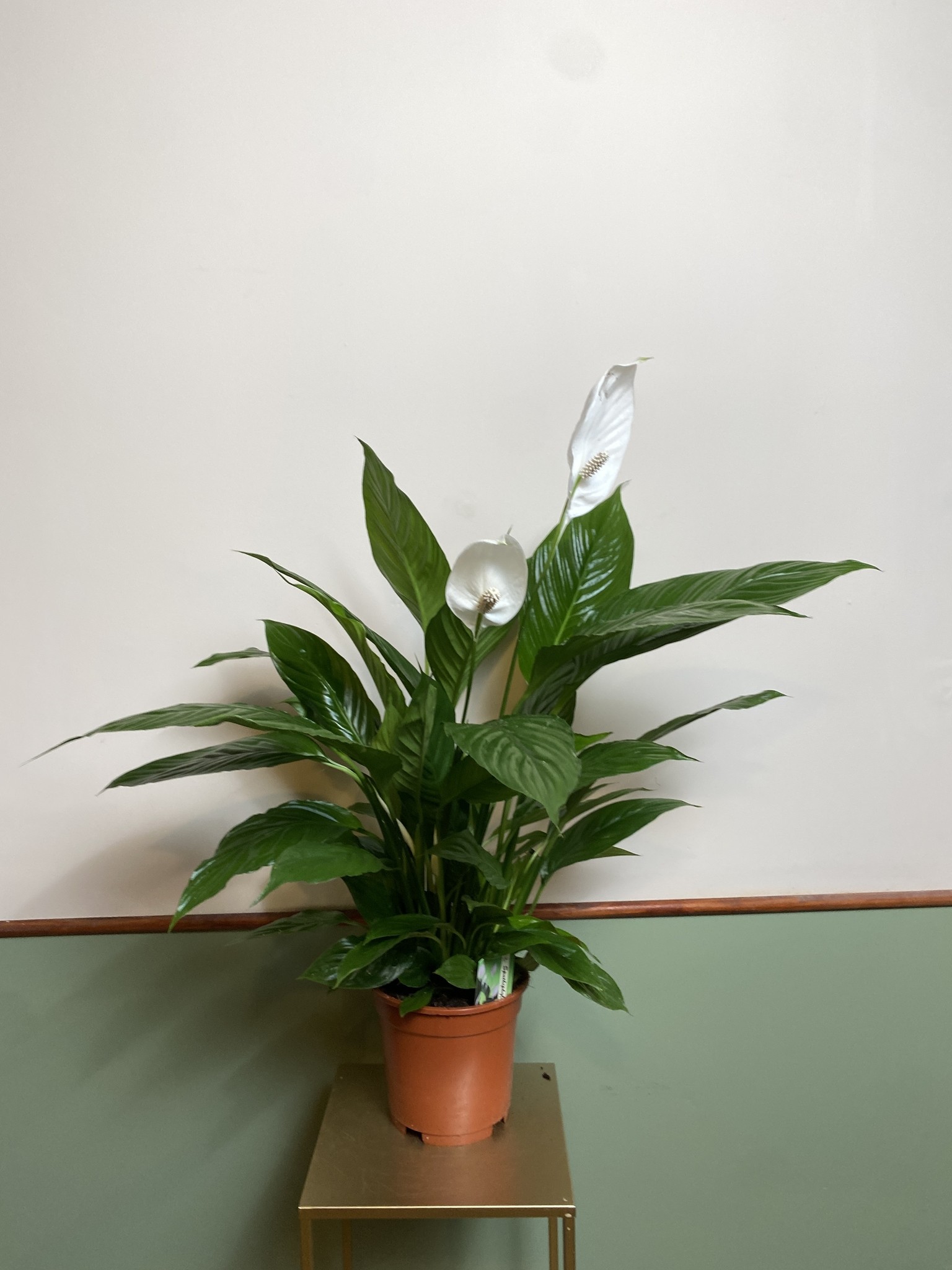 Skrzydłokwiat 75cm Verdi