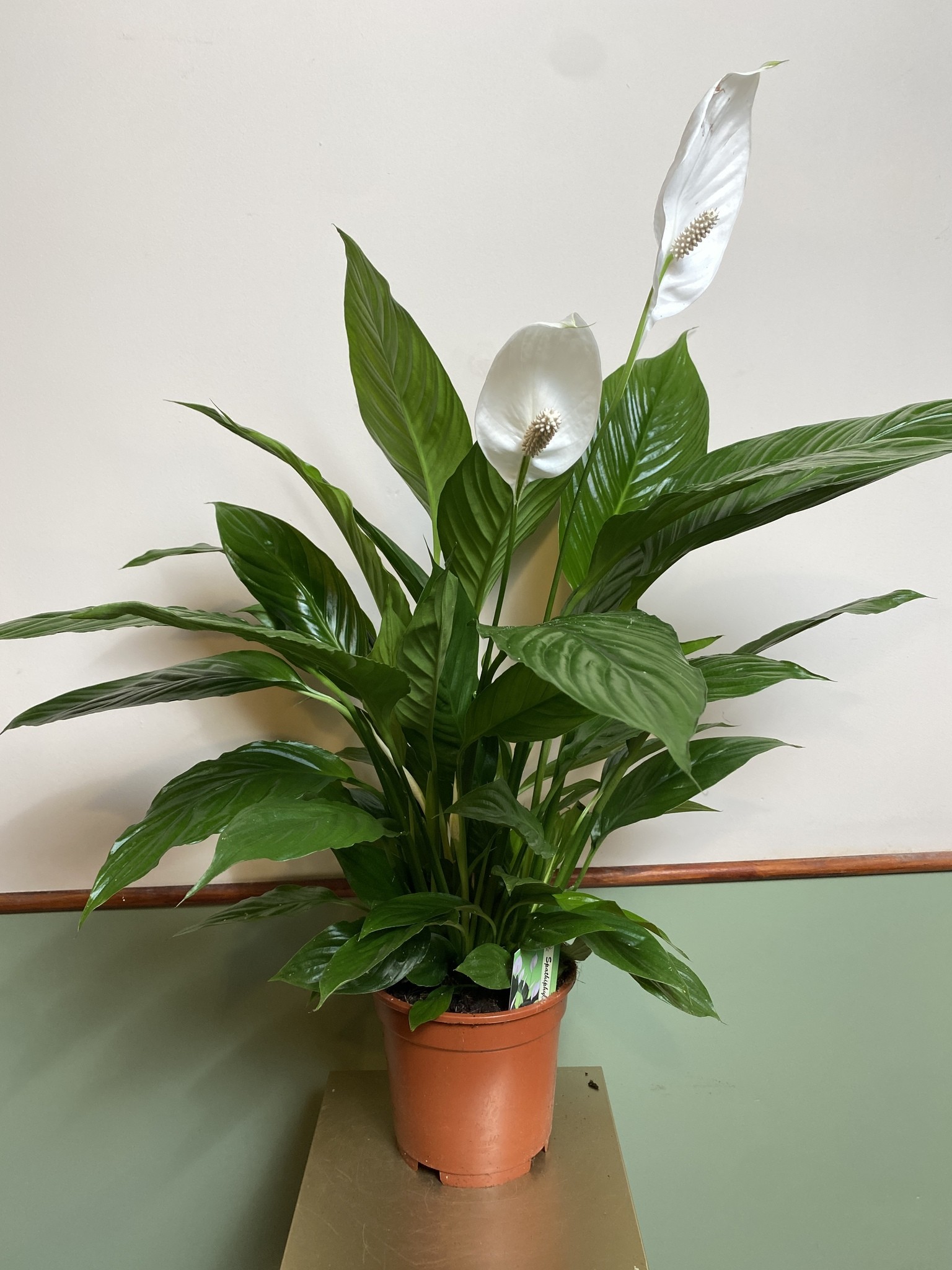 Skrzydłokwiat 75cm Verdi